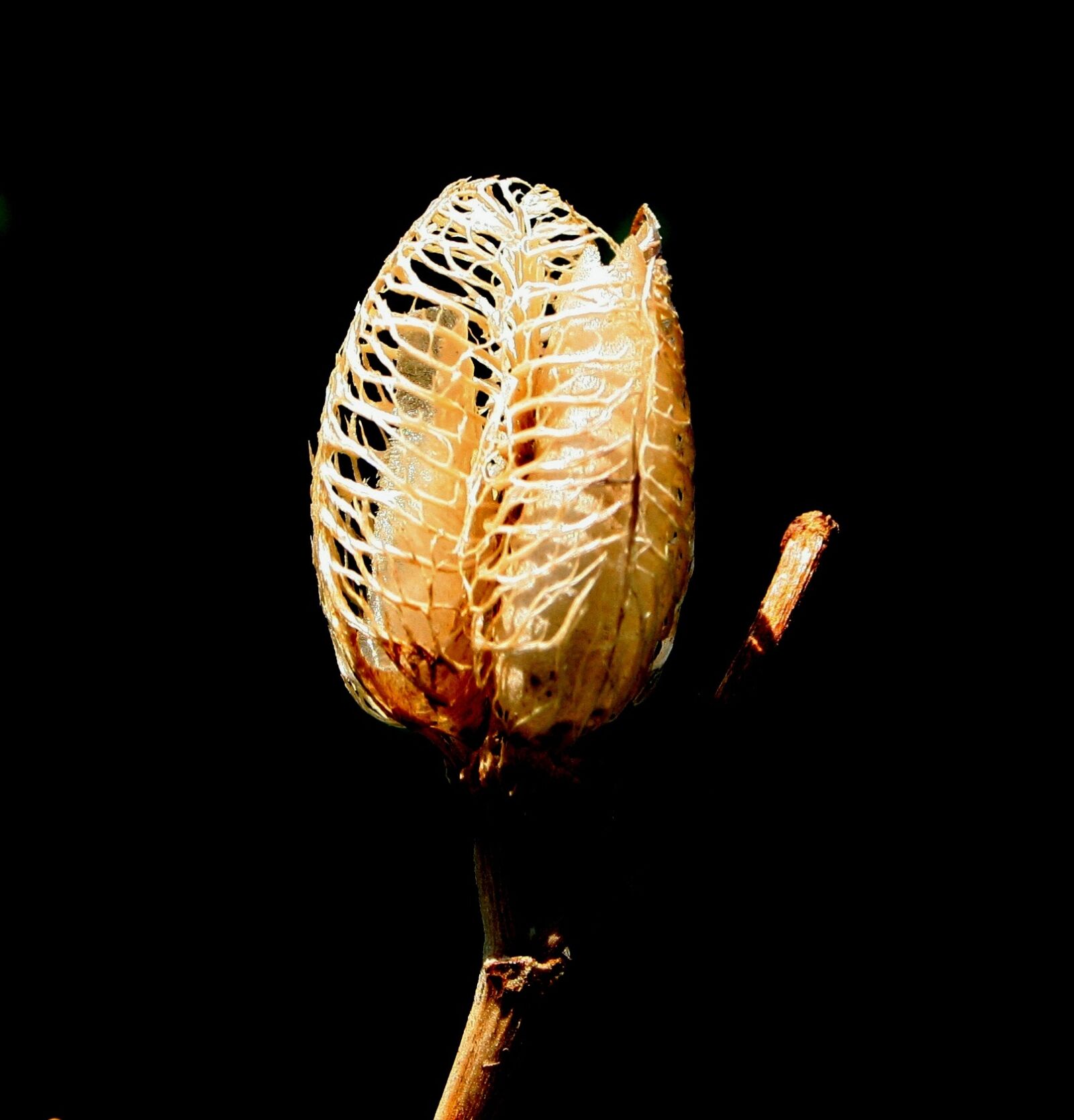 Canon EOS 350D (EOS Digital Rebel XT / EOS Kiss Digital N) sample photo. Daylily seedpod, loculicidal capsule photography