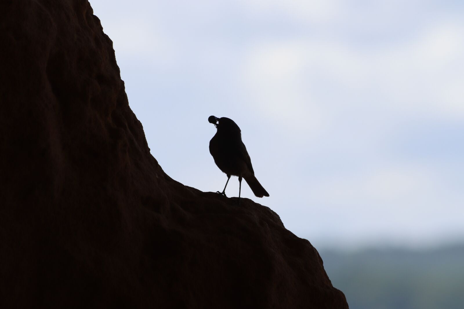 Canon EF 70-300mm F4-5.6 IS USM sample photo. Bird, nature, backlight photography