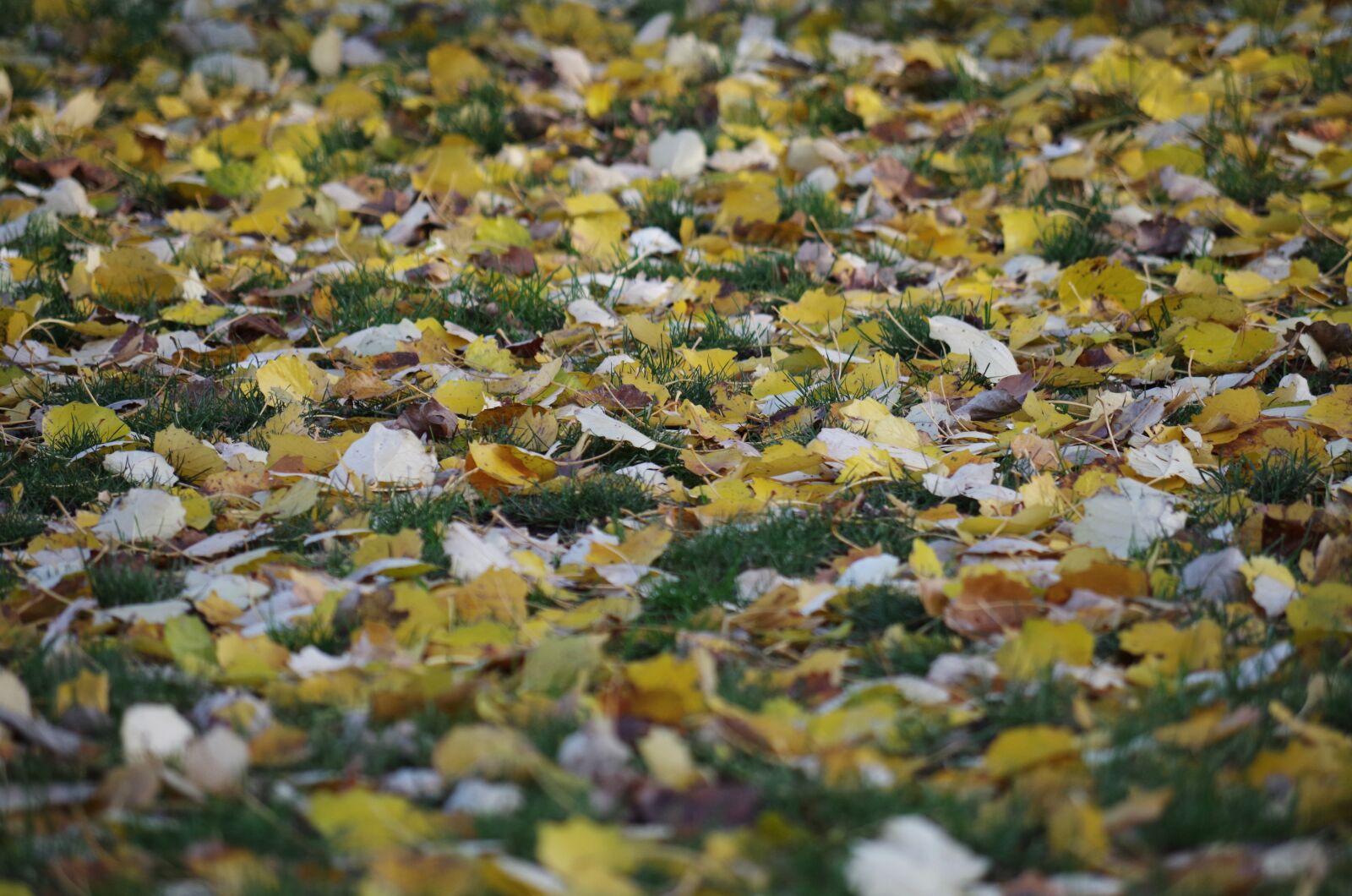 Pentax K-500 sample photo. Foliage, autumn, nature photography