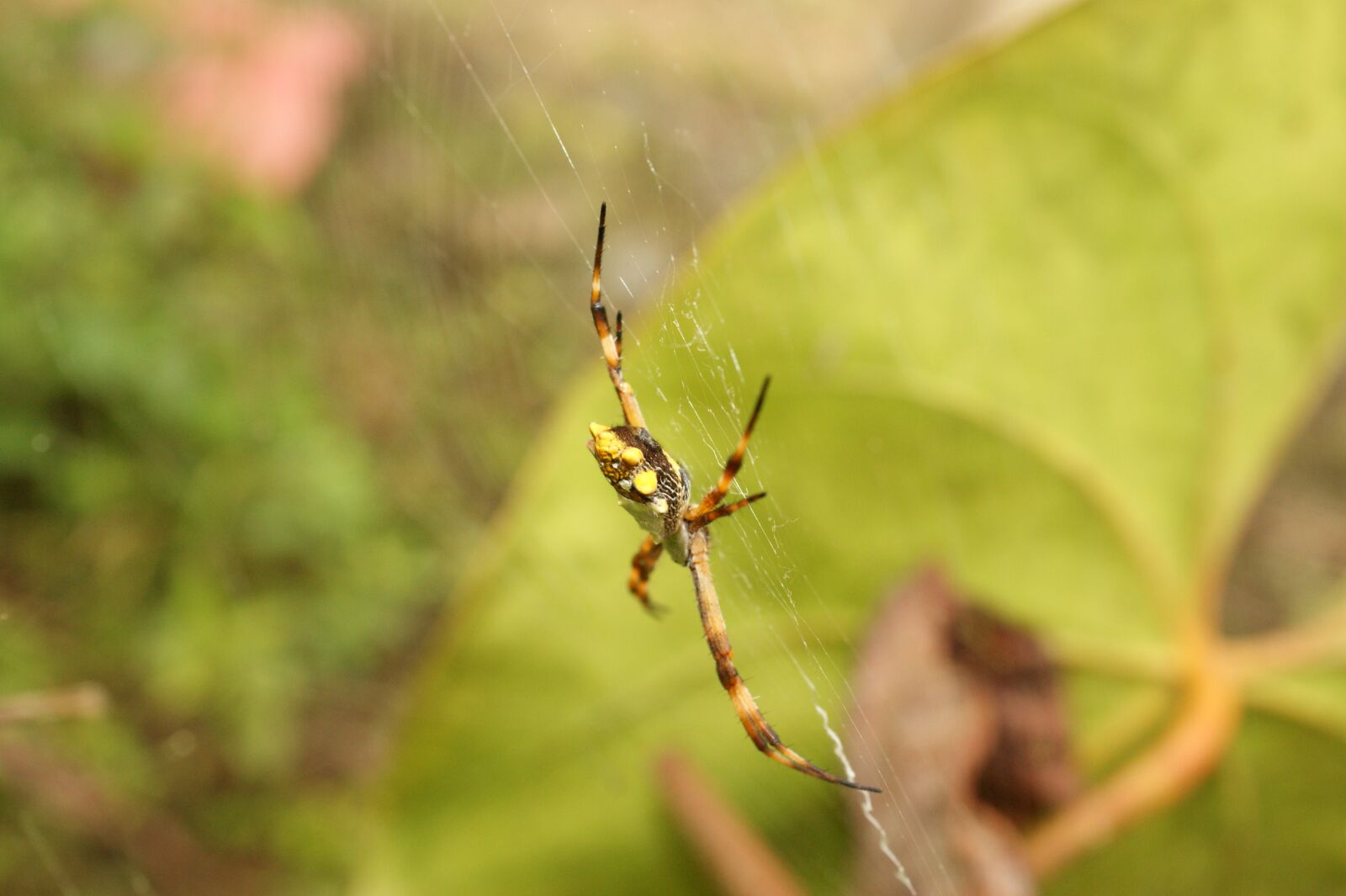 Sony Alpha DSLR-A390 sample photo. Nature, in, the photography