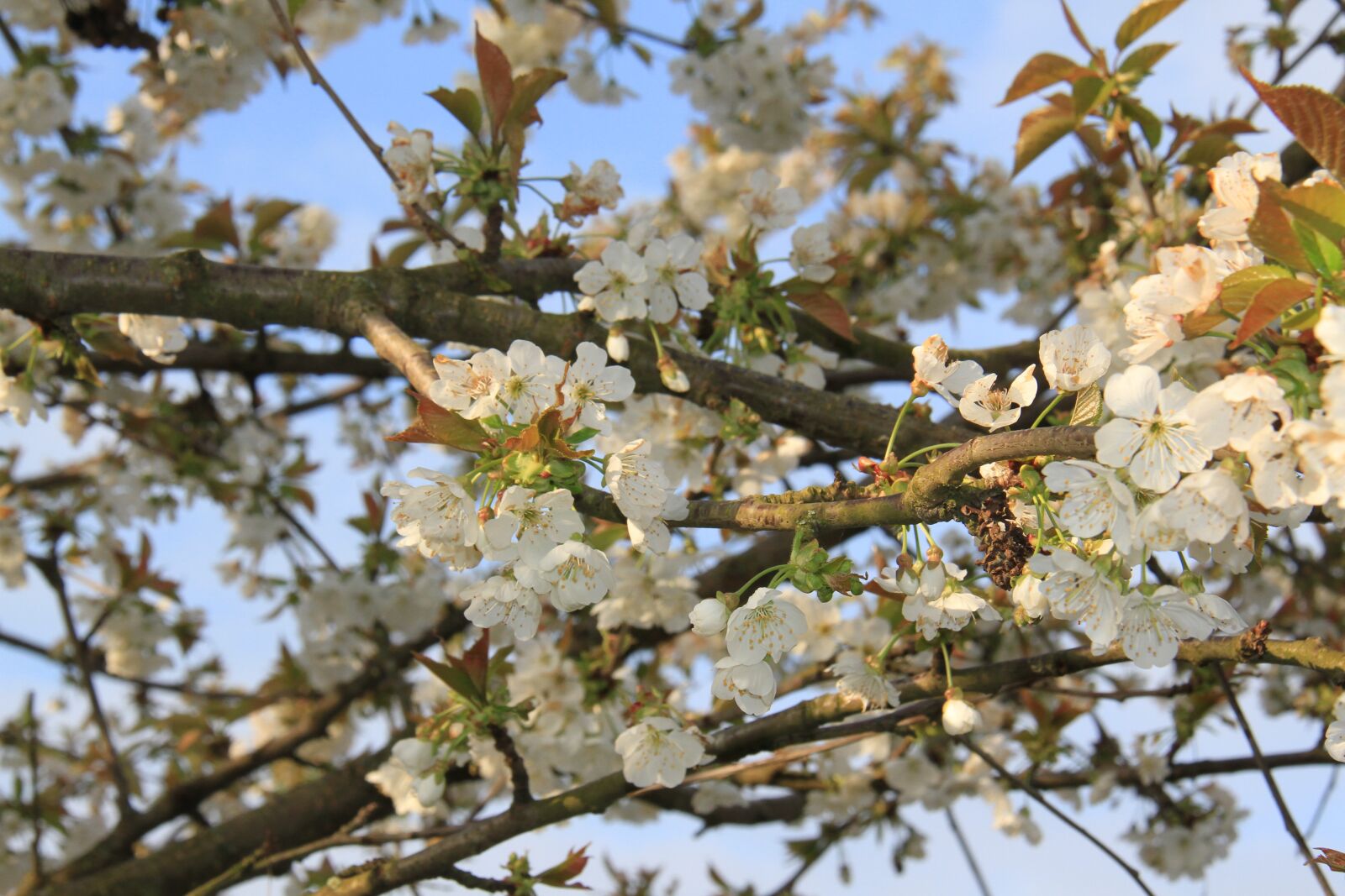 Canon EOS 7D sample photo. Cherry, flower, nature photography