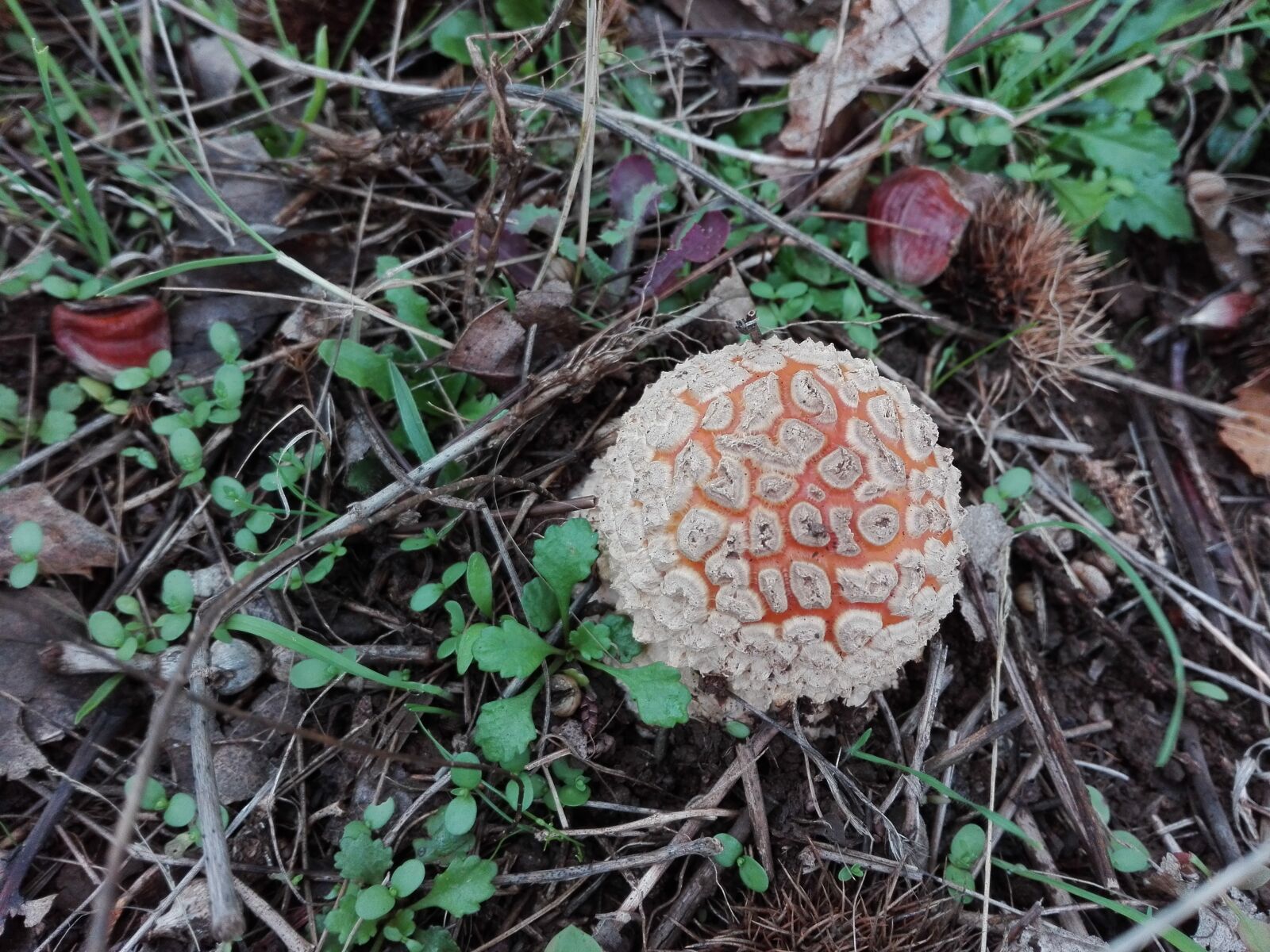 HUAWEI Y6II sample photo. Fungi, mushrooms, single-celled photography