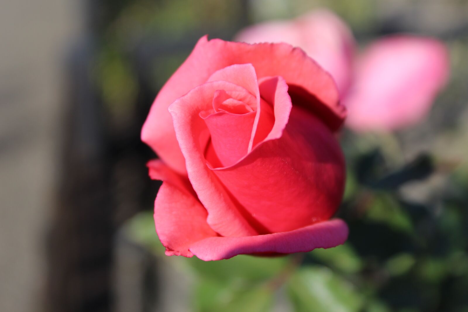 Canon EOS 4000D (EOS Rebel T100 / EOS 3000D) sample photo. Rose, flower, nature photography