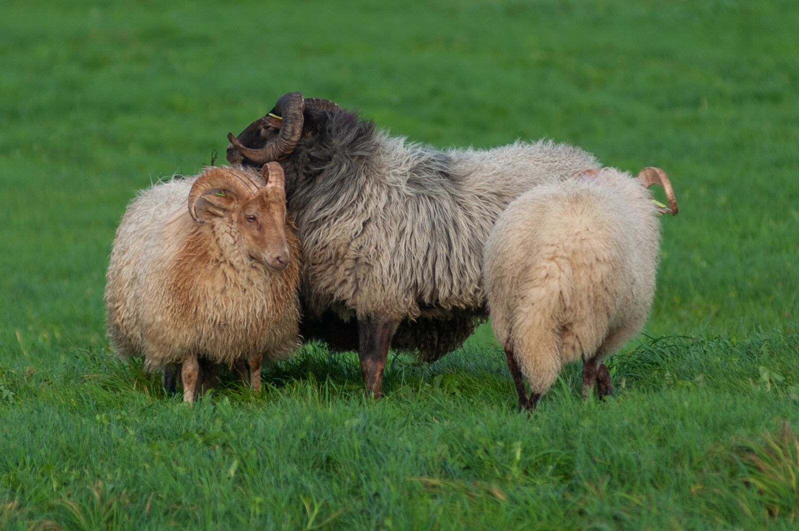 Nikon D90 sample photo. Sheep, nature, wool photography