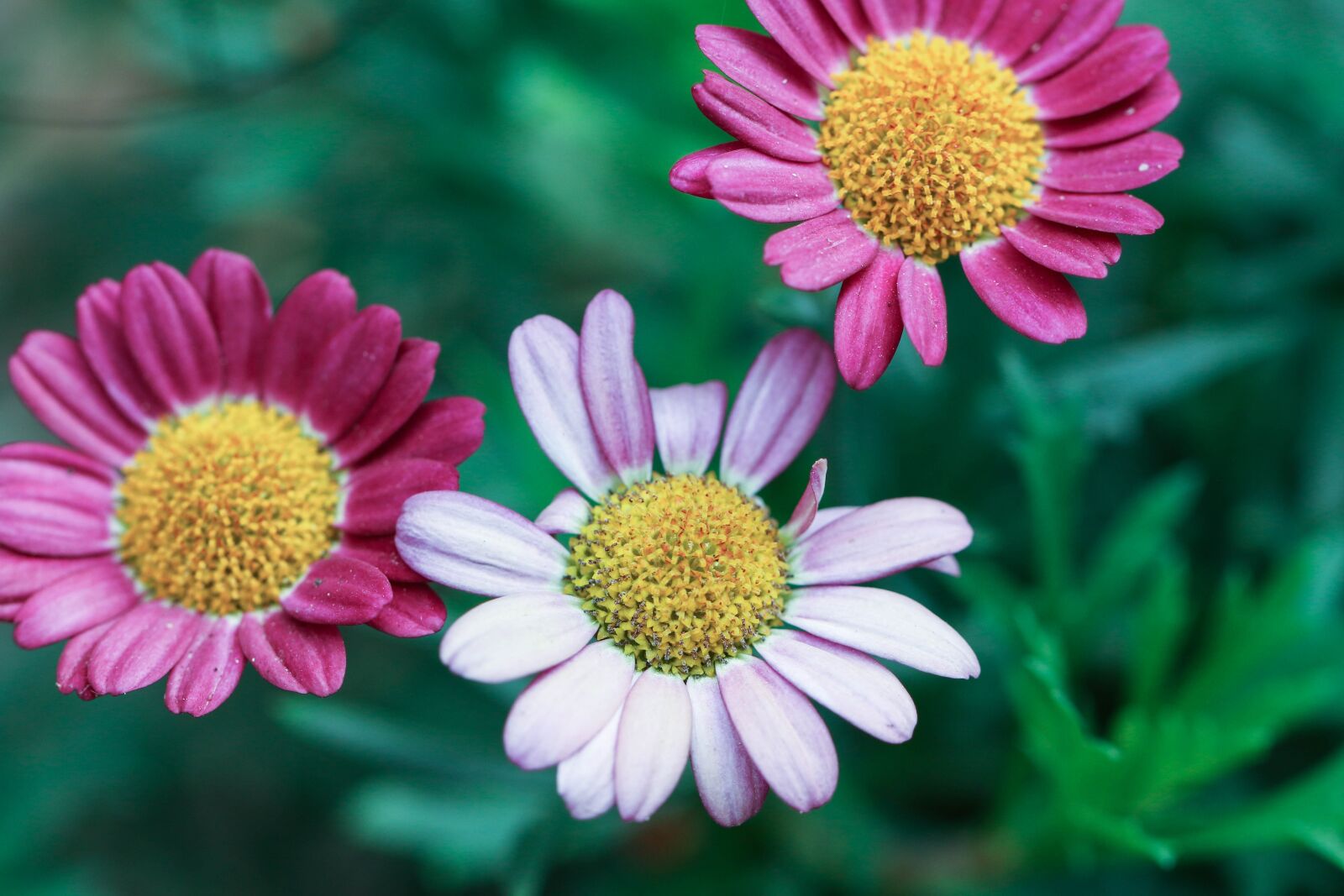Canon EOS 7D Mark II sample photo. Flowers, summer flowers, garden photography