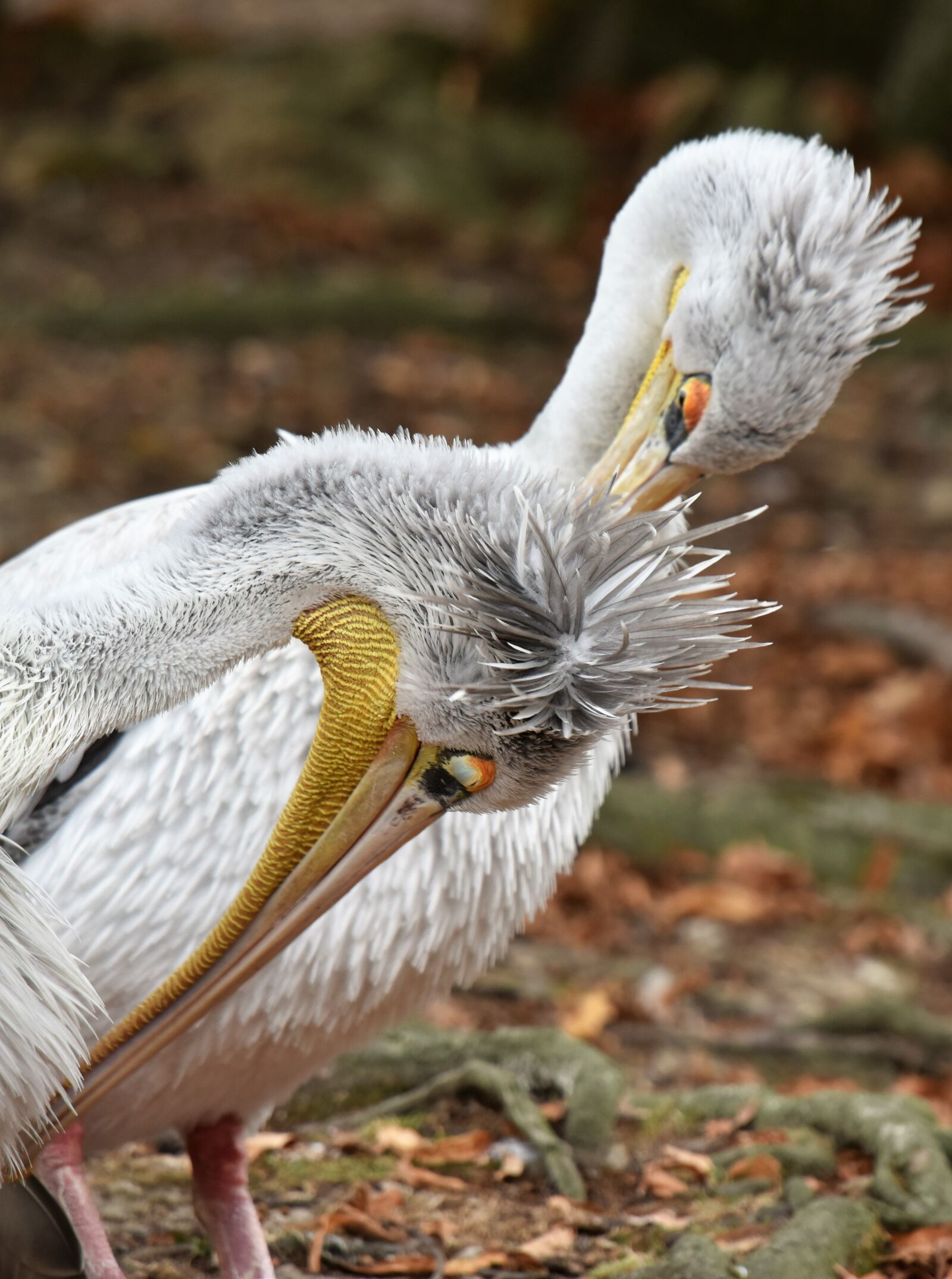 Nikon D810 sample photo. Pelican, bird, plumage photography