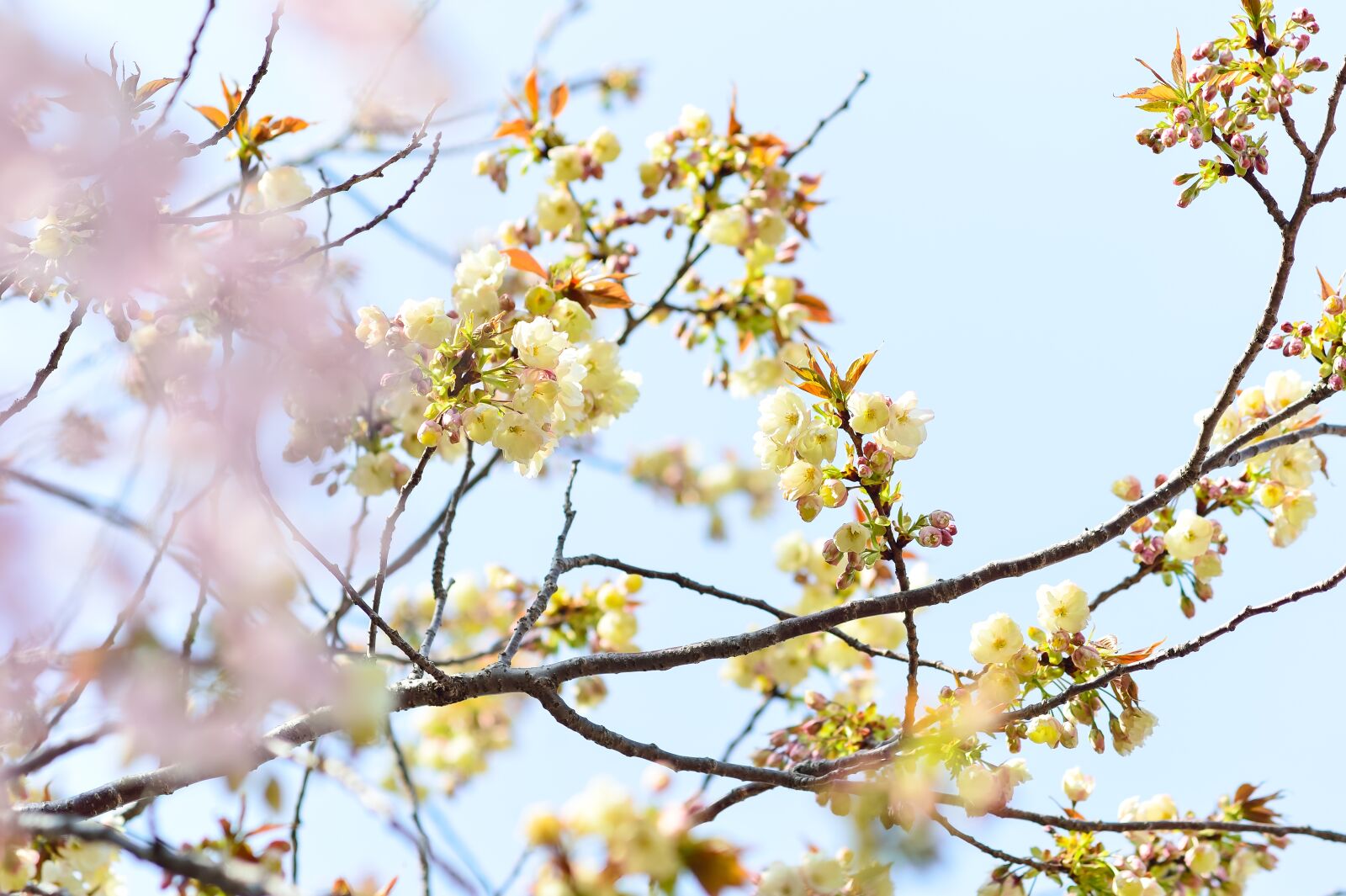 Nikon Df sample photo. Flowers, natural, cherry photography