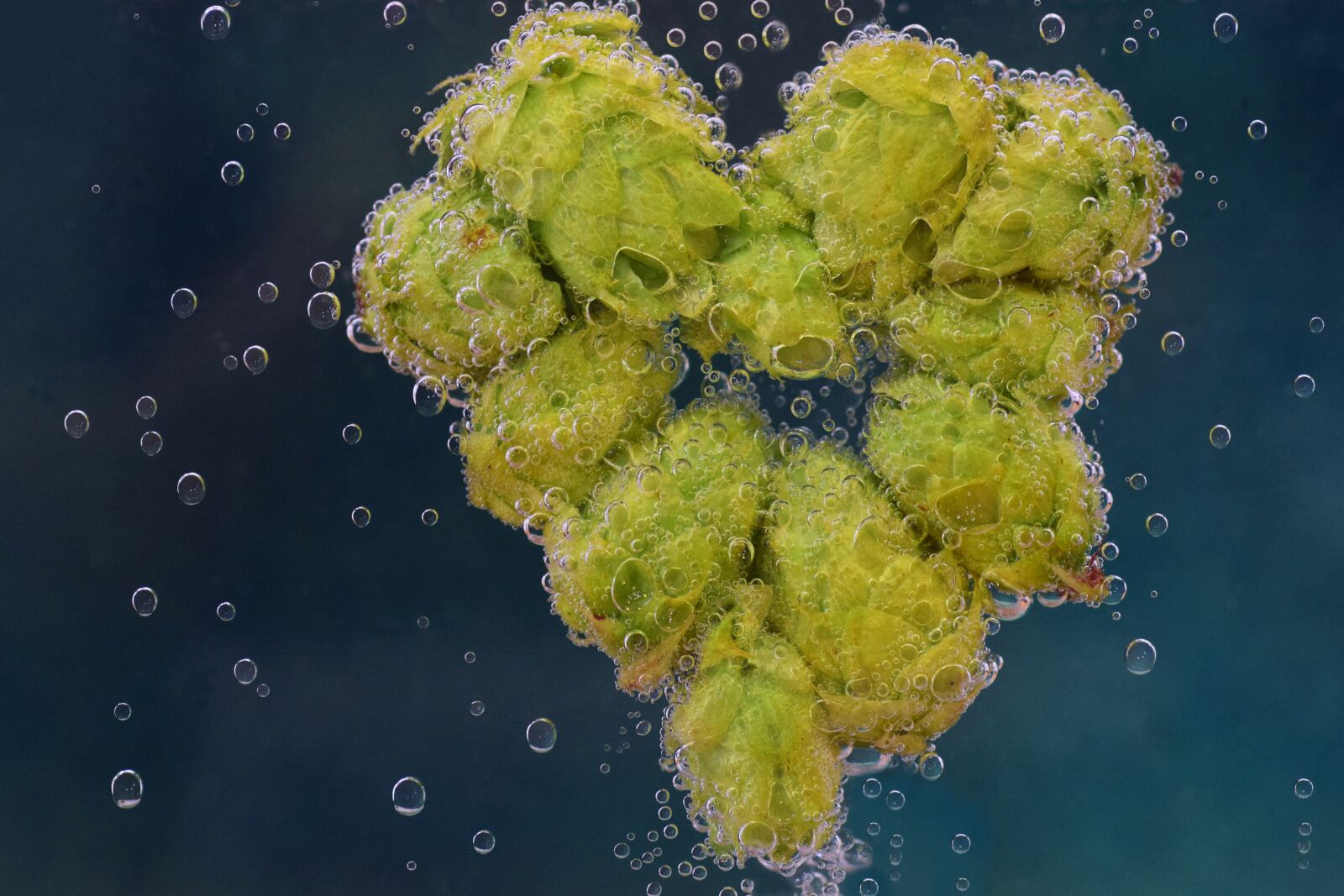 Nikon D3300 sample photo. Hops, hops flower, green photography