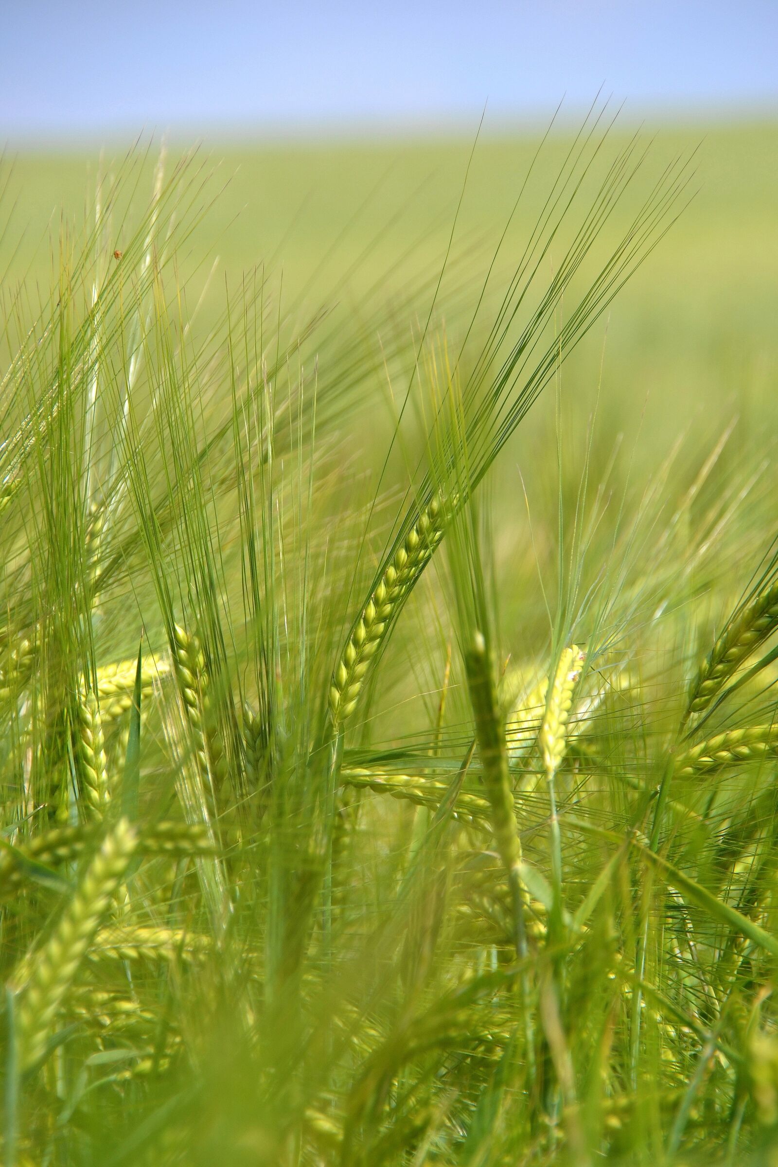 Nikon D3100 sample photo. Summer, nature, landscape photography