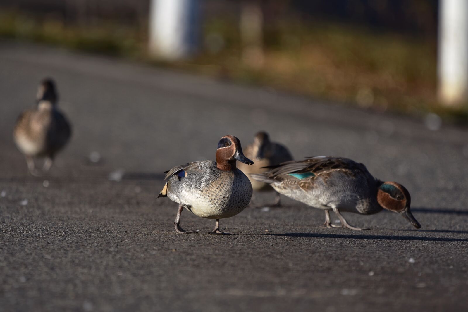 Nikon D7200 sample photo. Animal, bird, wild birds photography