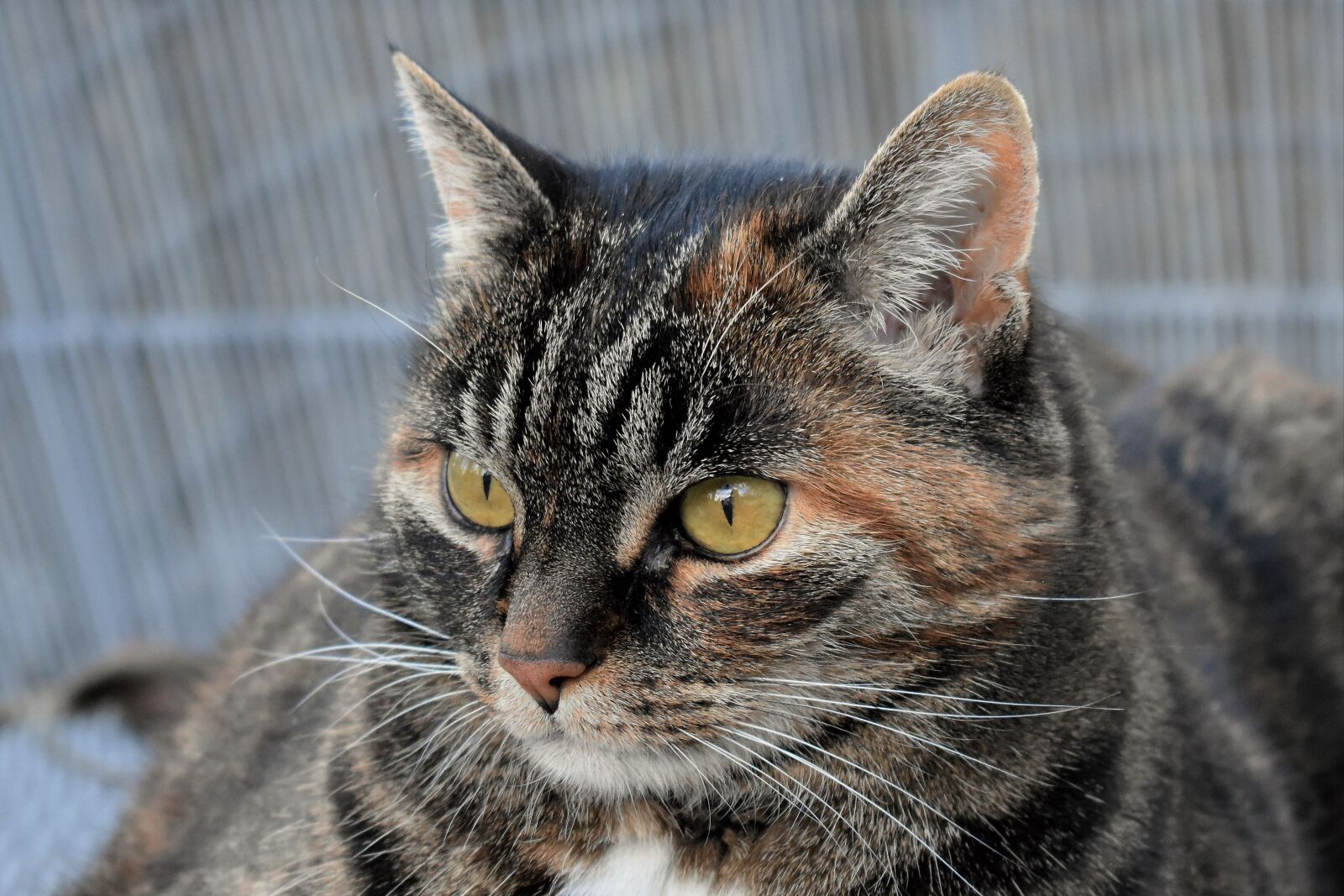 Nikon D5500 sample photo. Cat, animal, mackerel photography