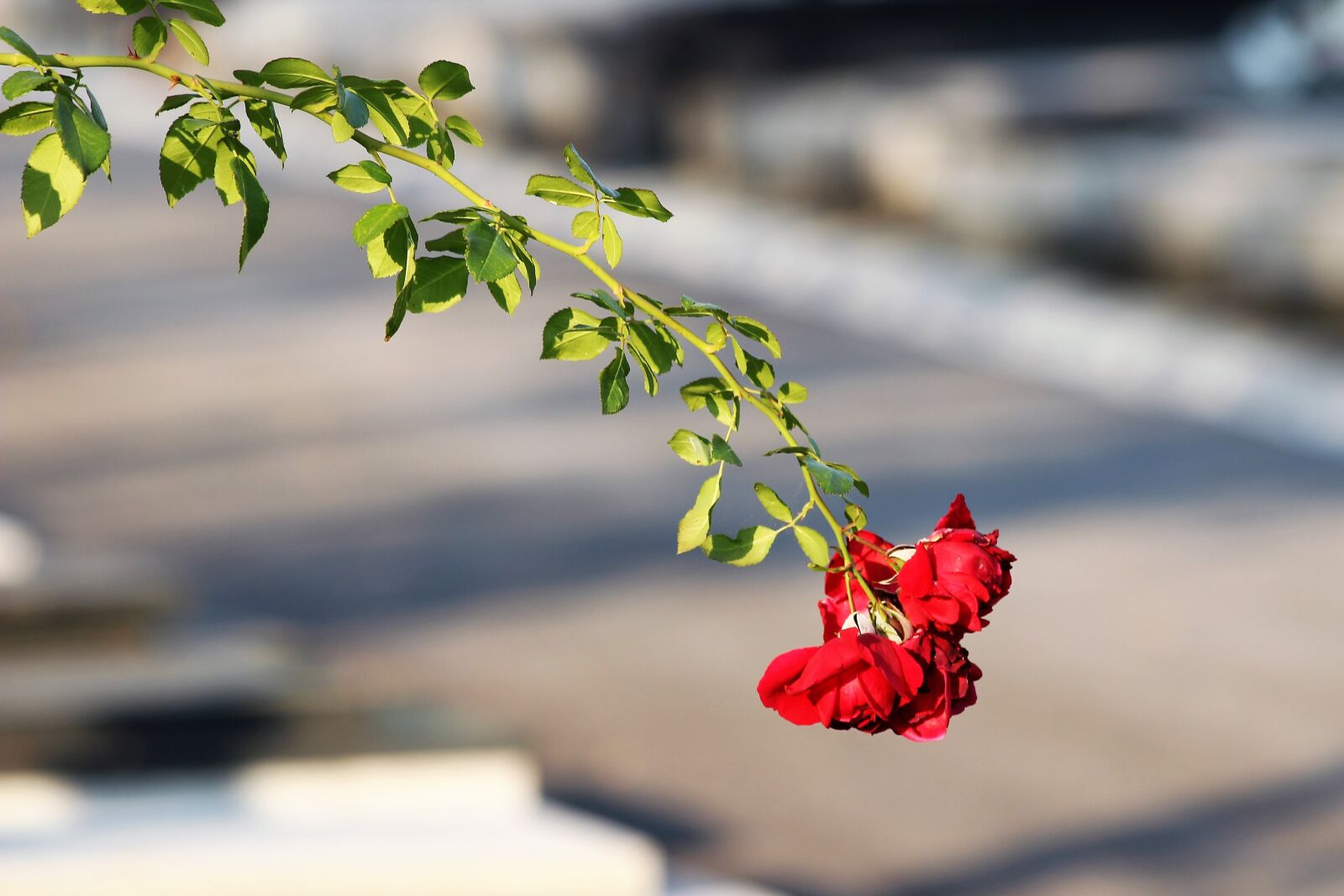 Canon EOS 600D (Rebel EOS T3i / EOS Kiss X5) sample photo. Red roses, branch, plant photography