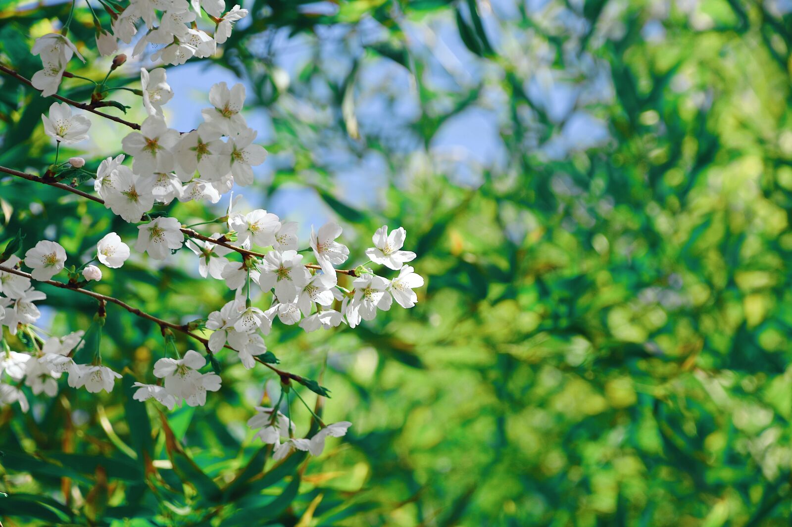 Nikon D7200 sample photo. Cherry blossom, petal, spring photography