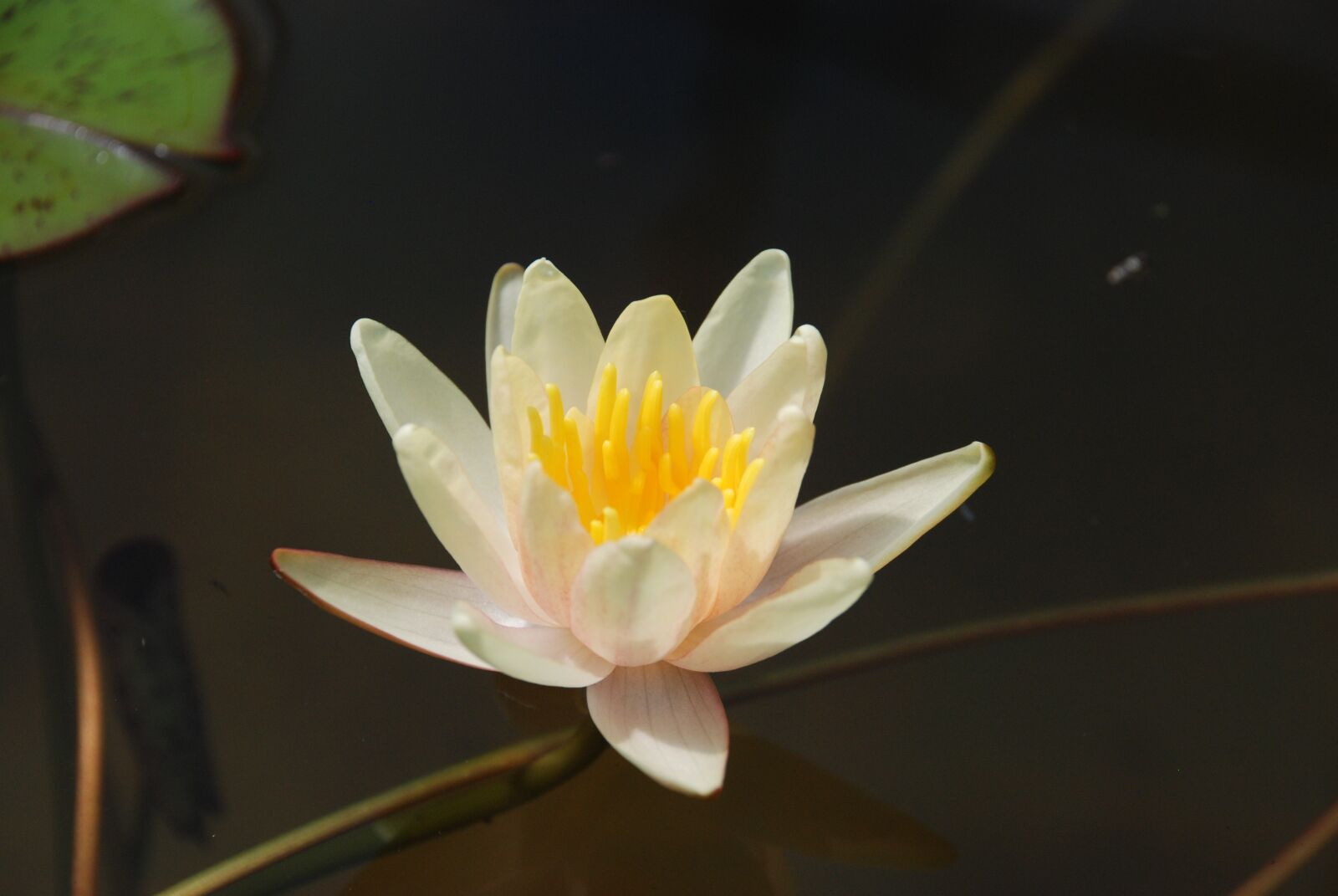 Nikon D80 sample photo. Lily, water lily, flower photography
