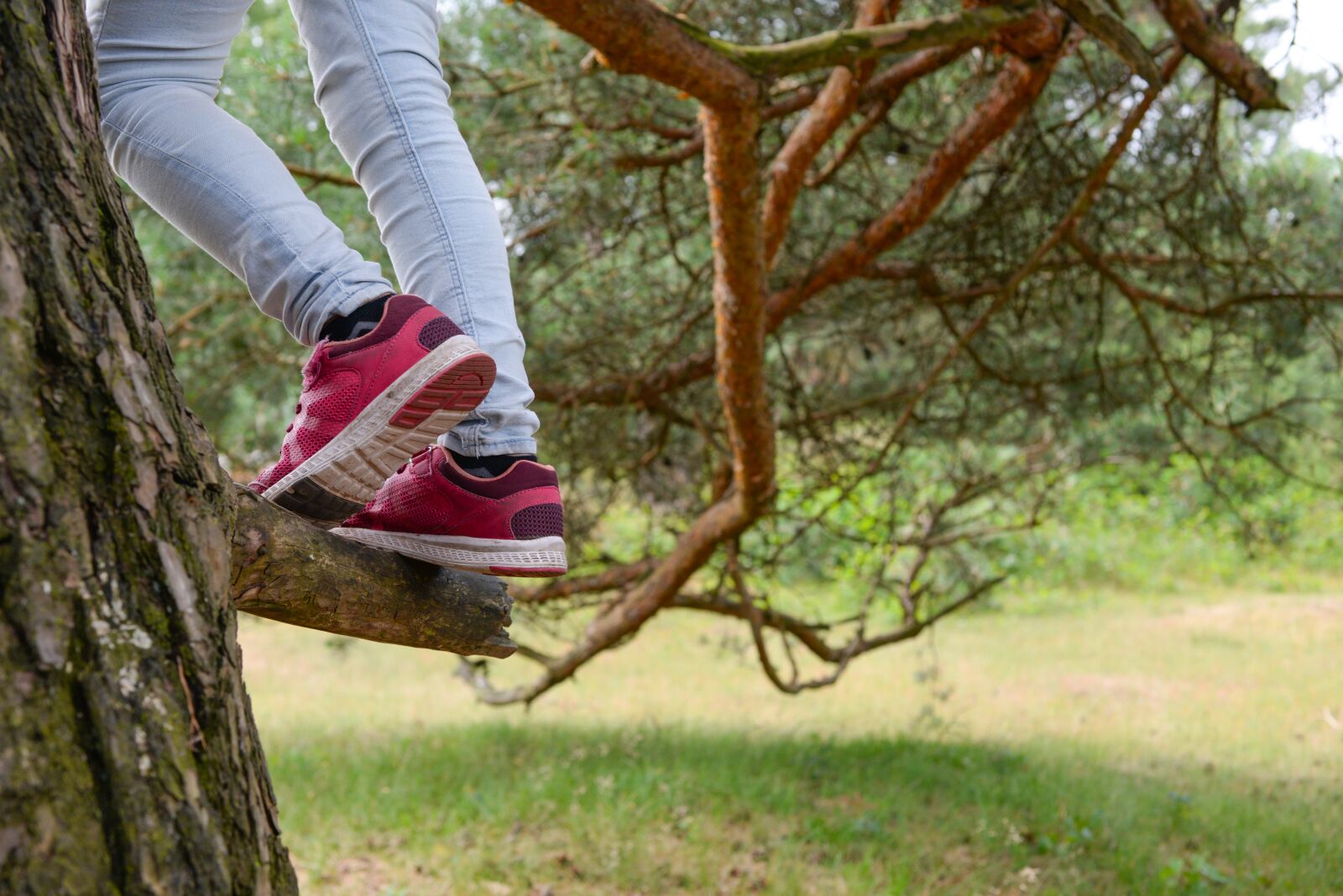 Nikon D610 sample photo. Climbing, tree, climb photography