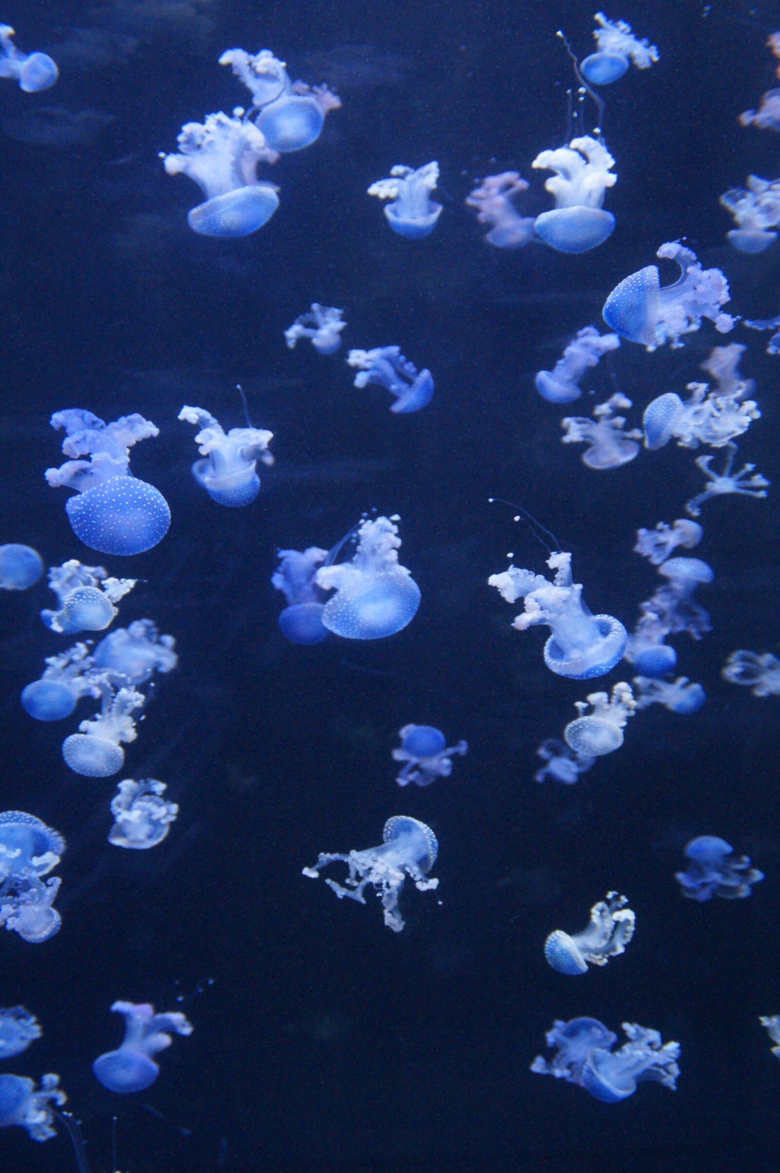 Sony SLT-A58 sample photo. Jellyfish, mollusk, fluorescent photography