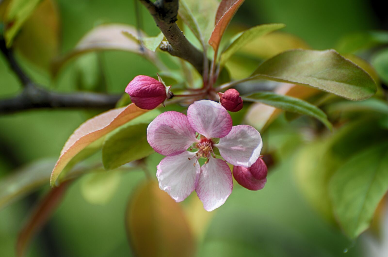 Nikon D7000 sample photo. Flowers blooming, apple flowers photography