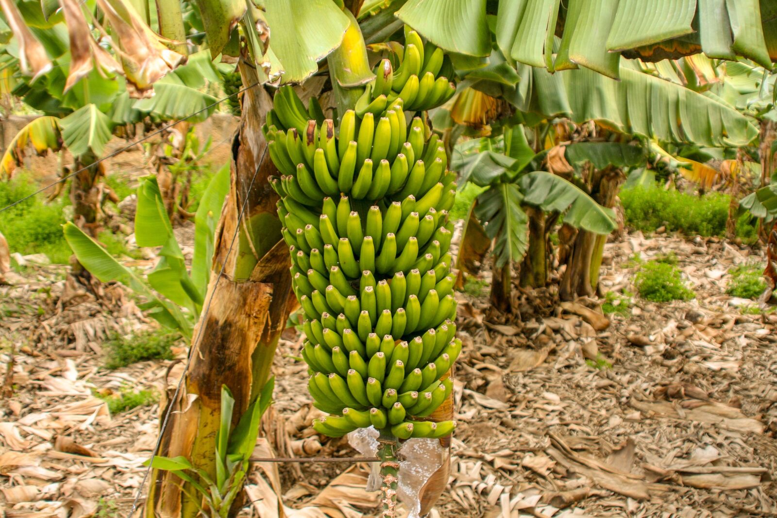 Canon EOS 350D (EOS Digital Rebel XT / EOS Kiss Digital N) sample photo. Banana, fruit, food photography