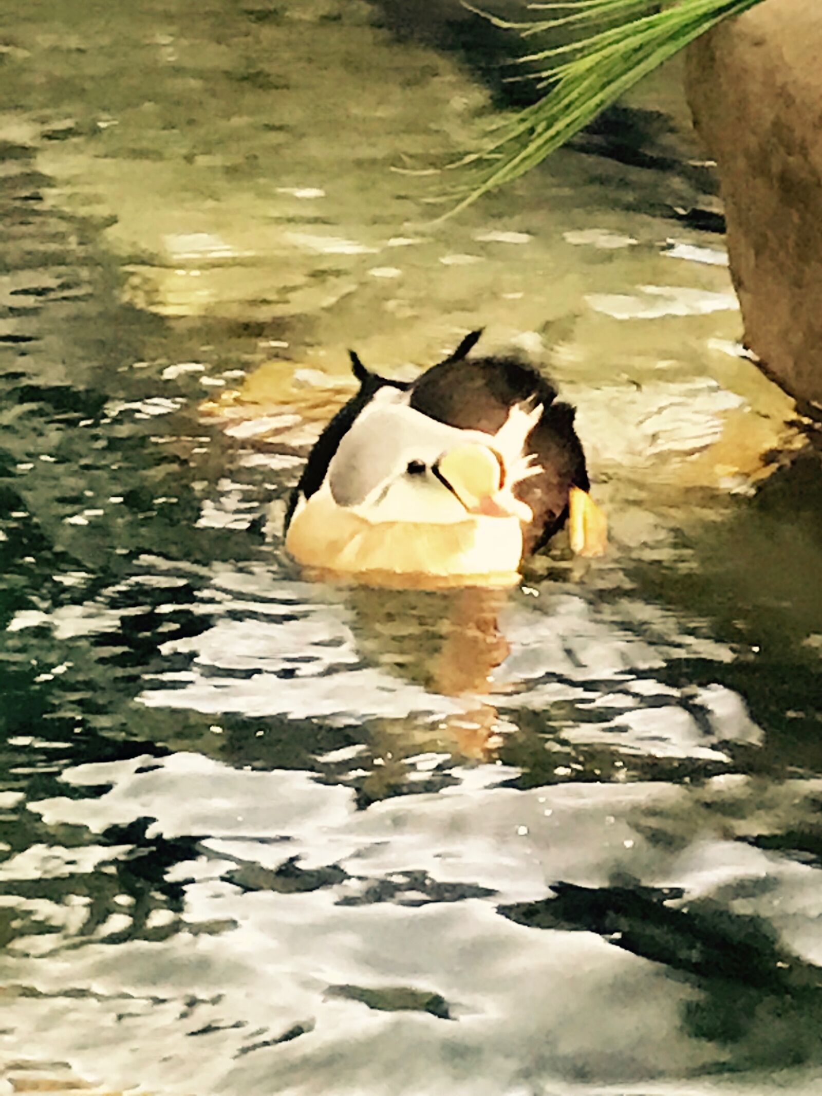iPhone 7 back camera 3.99mm f/1.8 sample photo. Penguin, zoo photography