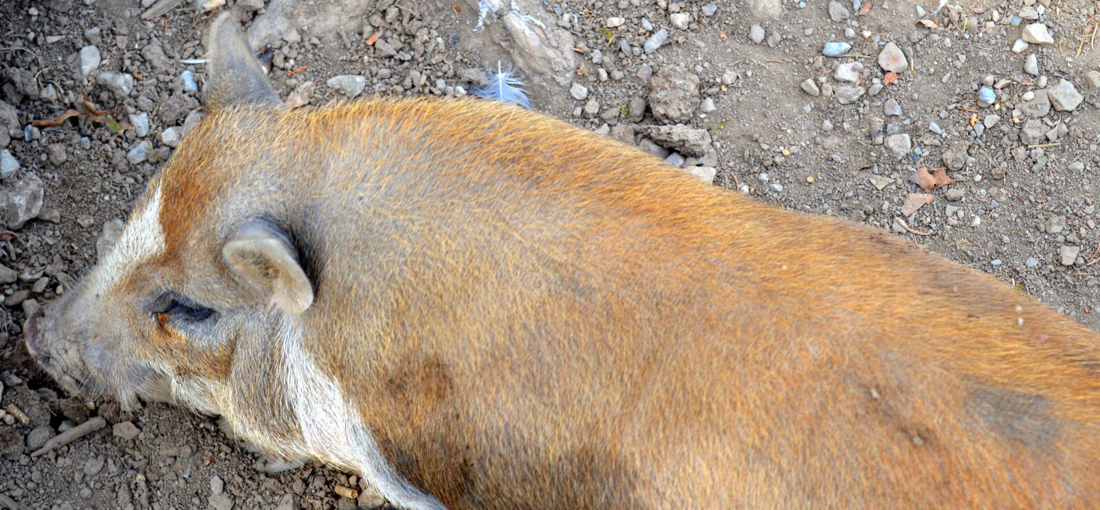 Nikon D3200 sample photo. Boar, wild boar, animal photography