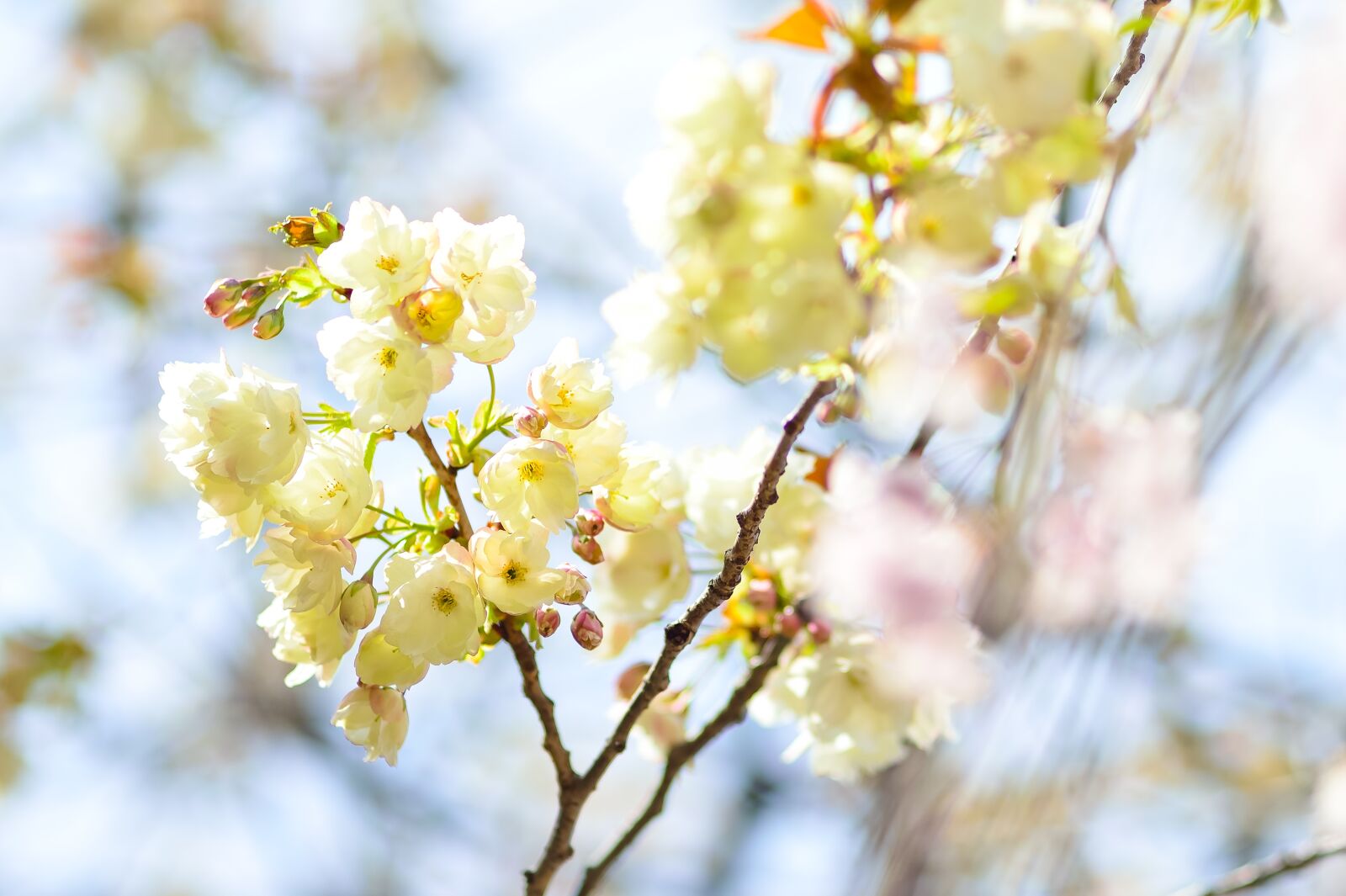 Nikon Df sample photo. Flowers, natural, cherry photography