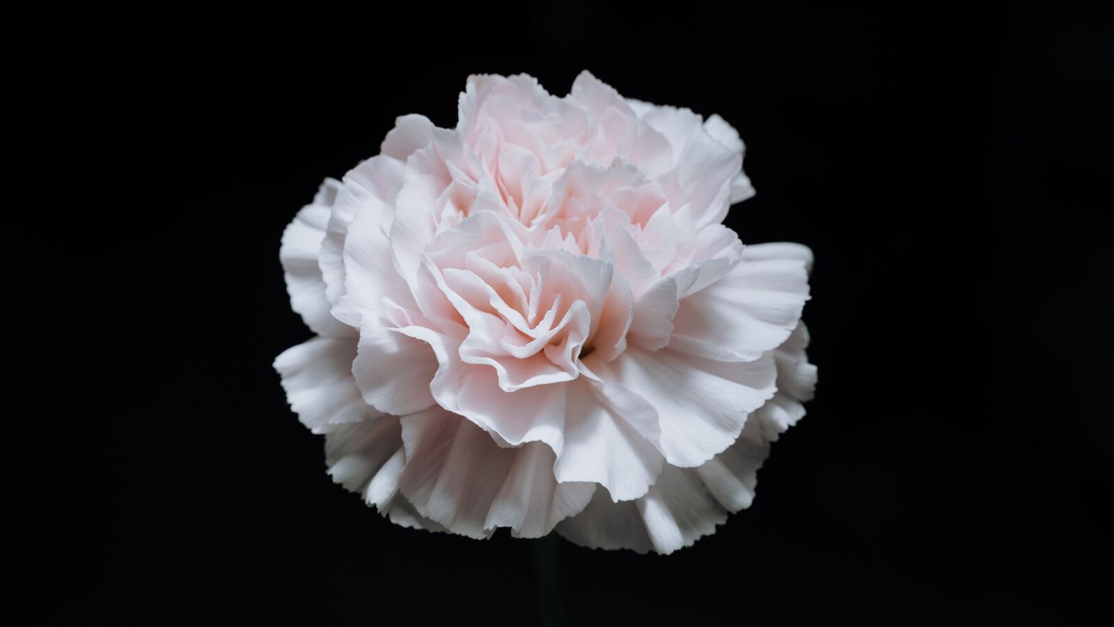 Sony a7 III sample photo. Flowers, carnation photography