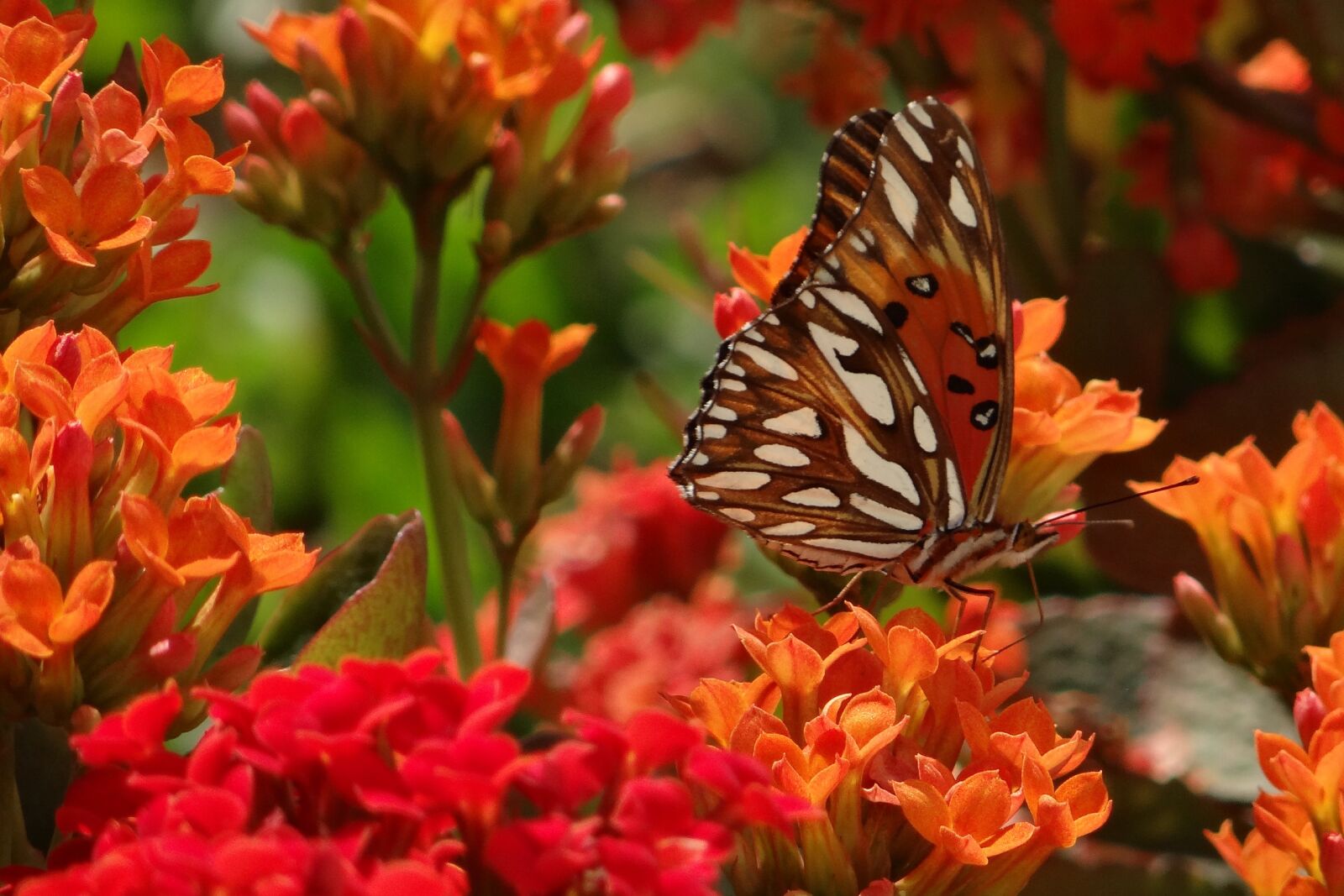 Sony DSC-HX200V sample photo. Butterfly flower, flowers, nature photography