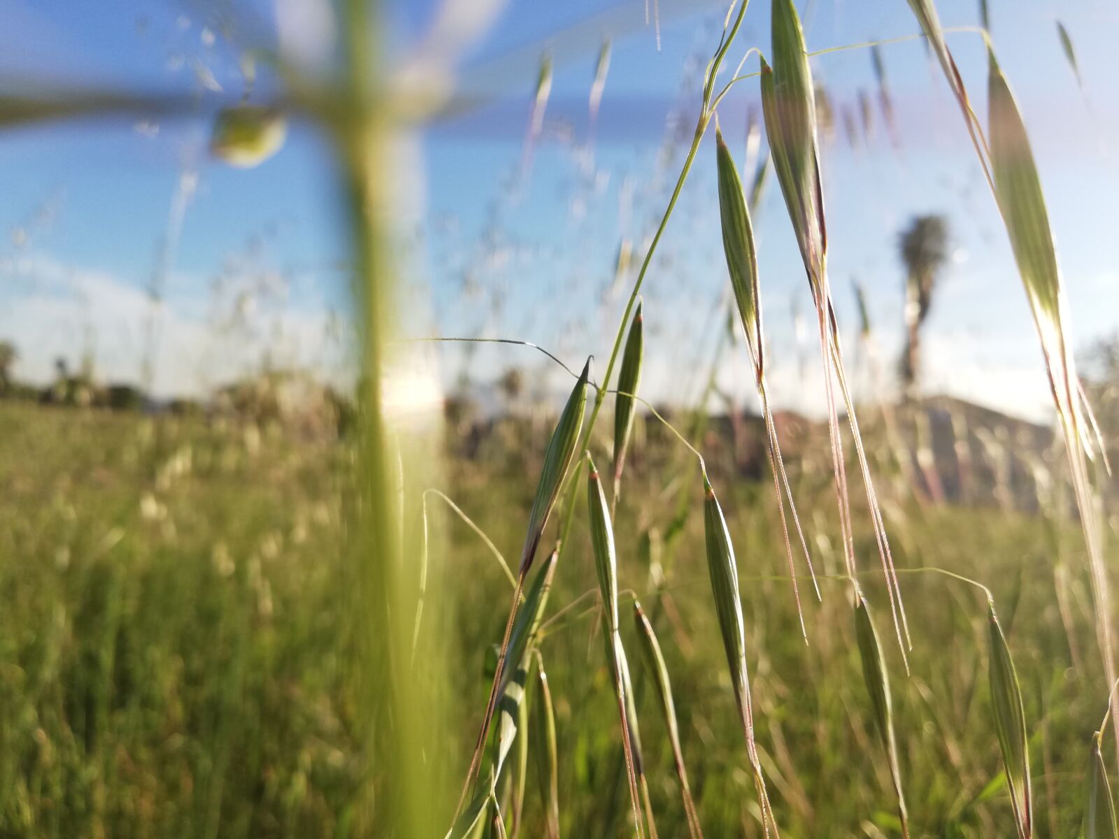 HUAWEI P20 lite sample photo. Grass, grass seeds, sky photography