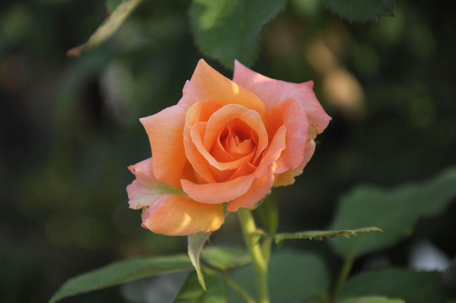 Nikon D90 sample photo. On, season, flower photography