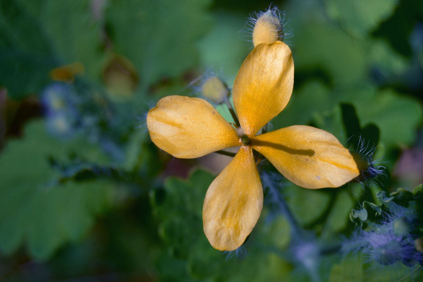 Nikon D3100 sample photo. Flower, nature, bloom photography