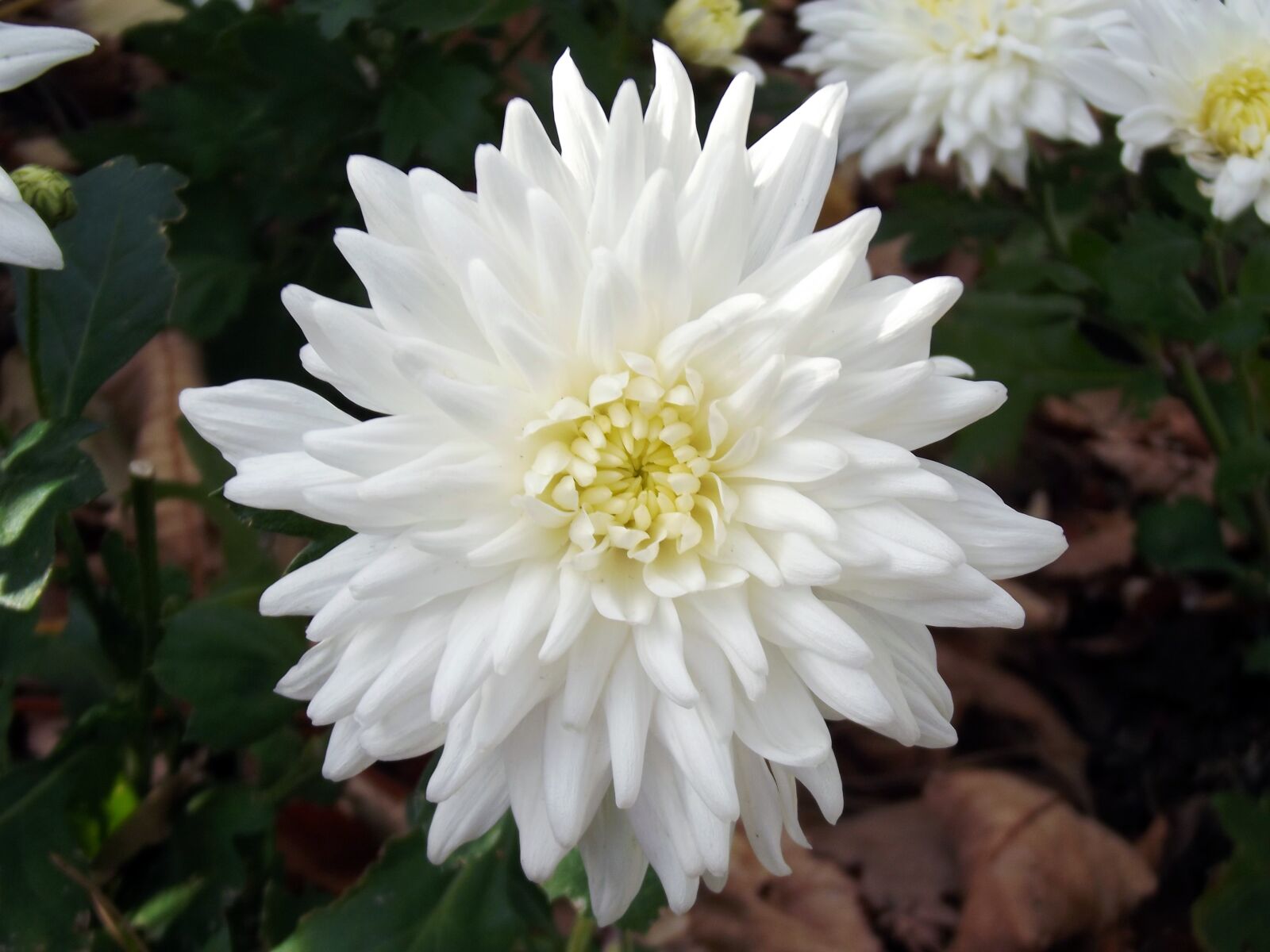 Fujifilm FinePix S2980 sample photo. Chrysanthemum, flower, white photography