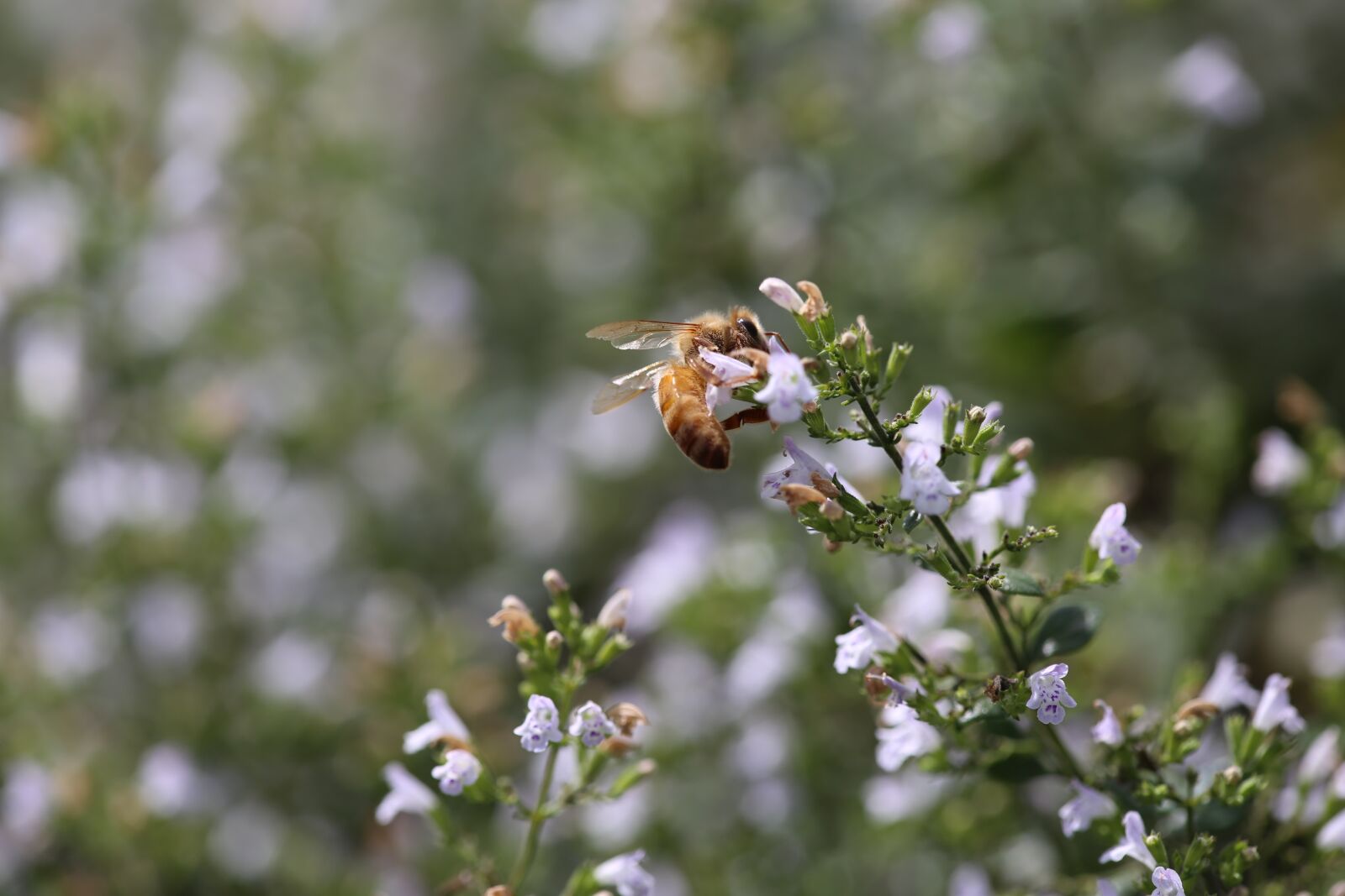 Canon EF 180mm F3.5L Macro USM sample photo. Honeybee, bee, insect photography