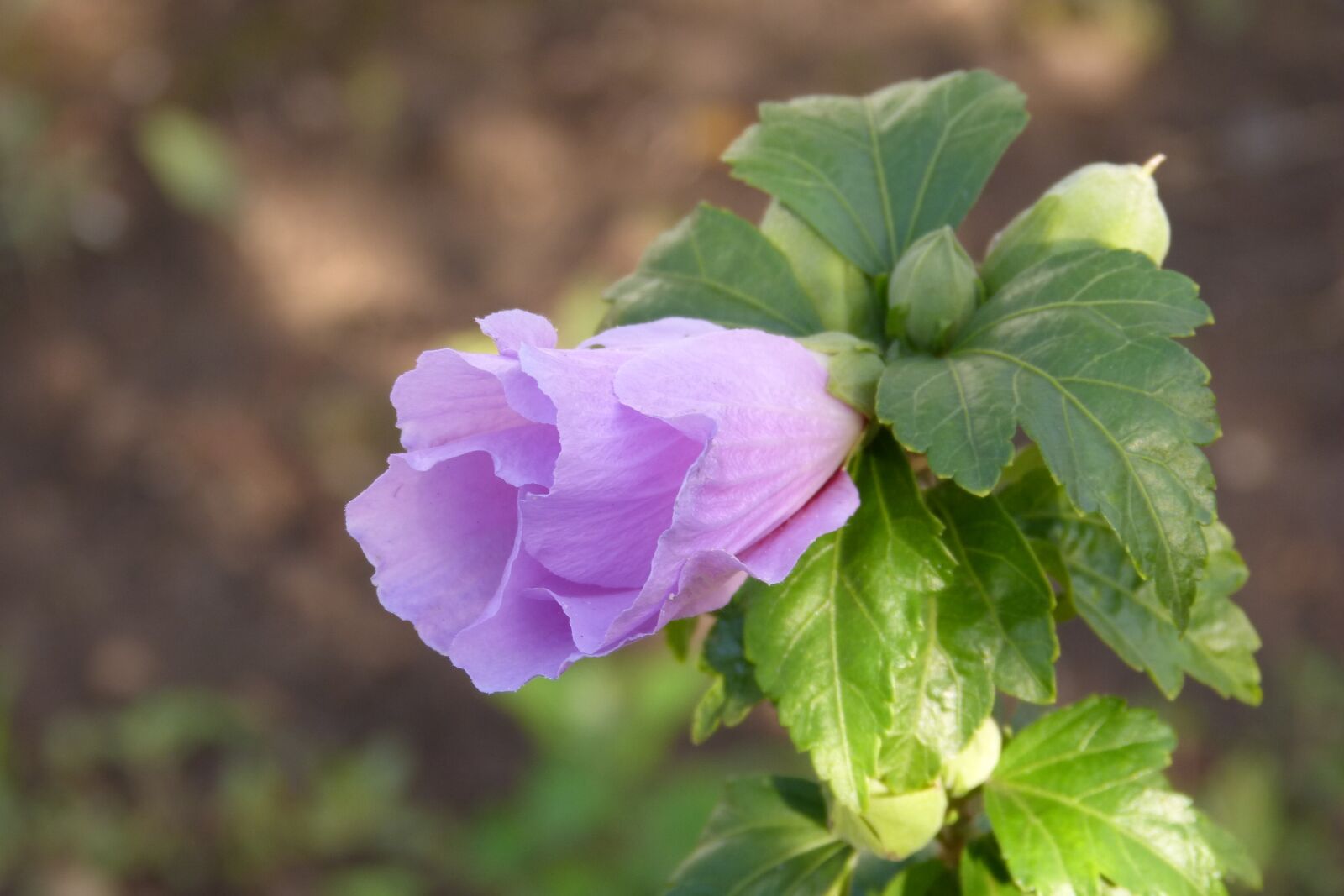 Panasonic DMC-FZ62 sample photo. Hibiscus, flower, purple photography