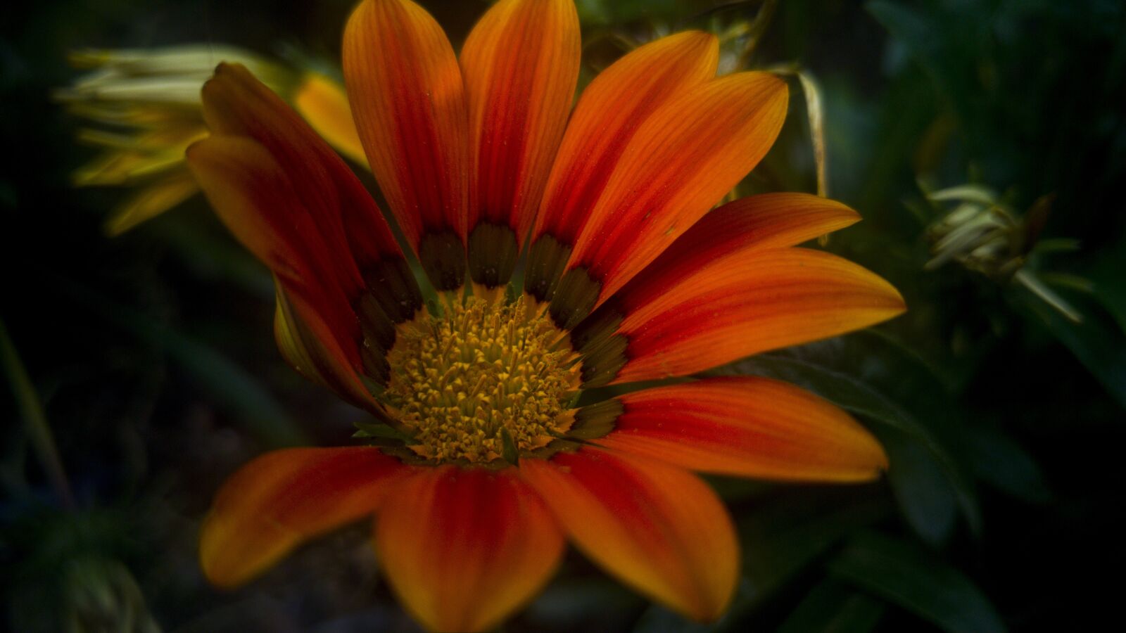 LG G4 sample photo. Flower, nature, plant photography