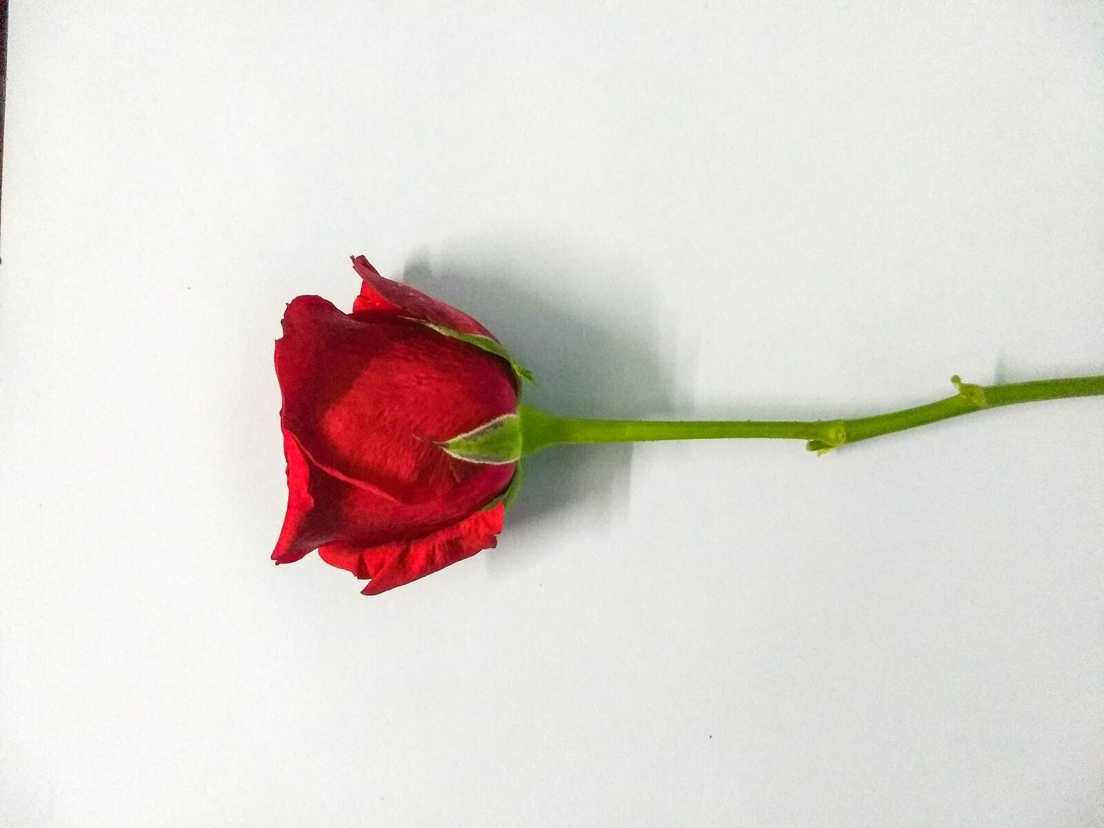 Motorola Moto G (5) Plus sample photo. Red rose, rose, red photography