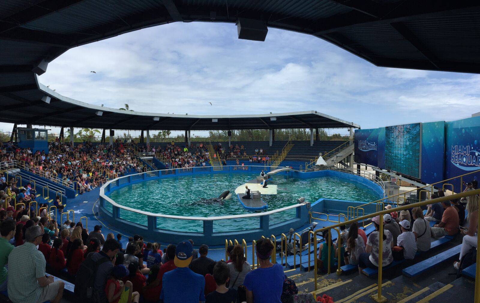 Apple iPhone 6 sample photo. Miami seaquarium, dolphins, killer photography