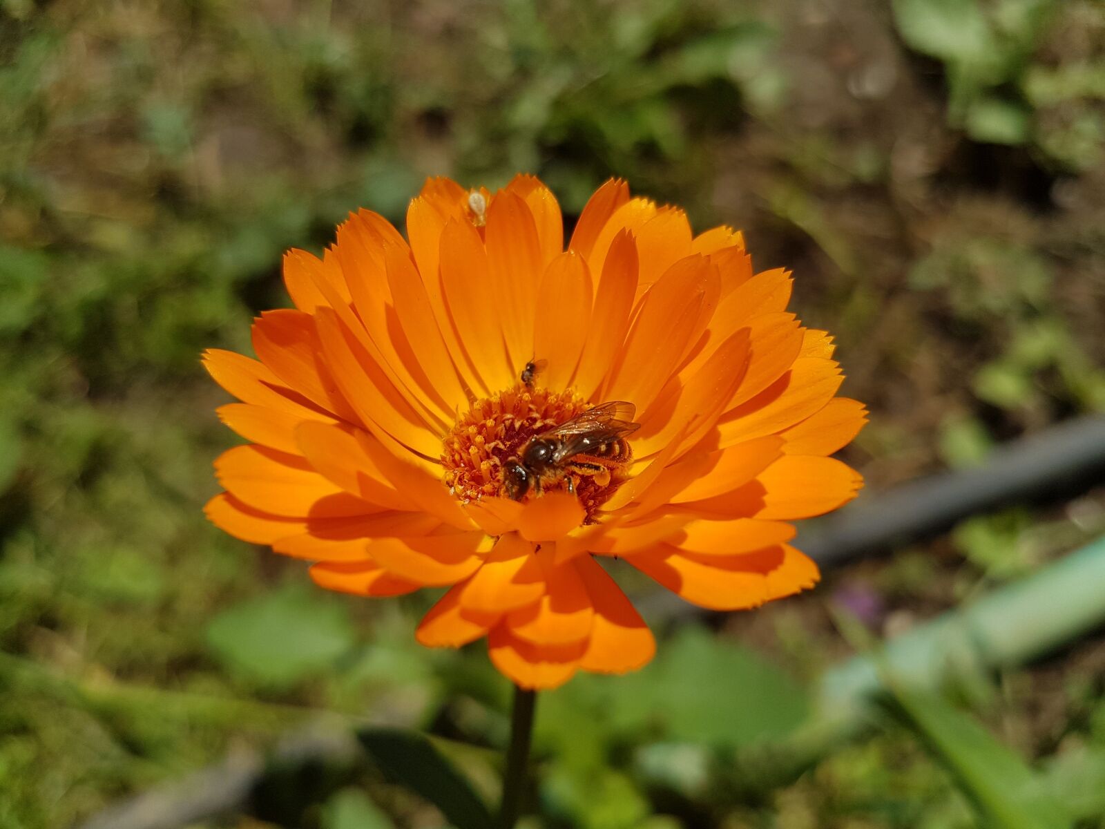 Samsung Galaxy S7 Edge sample photo. Flower, bee, orange photography