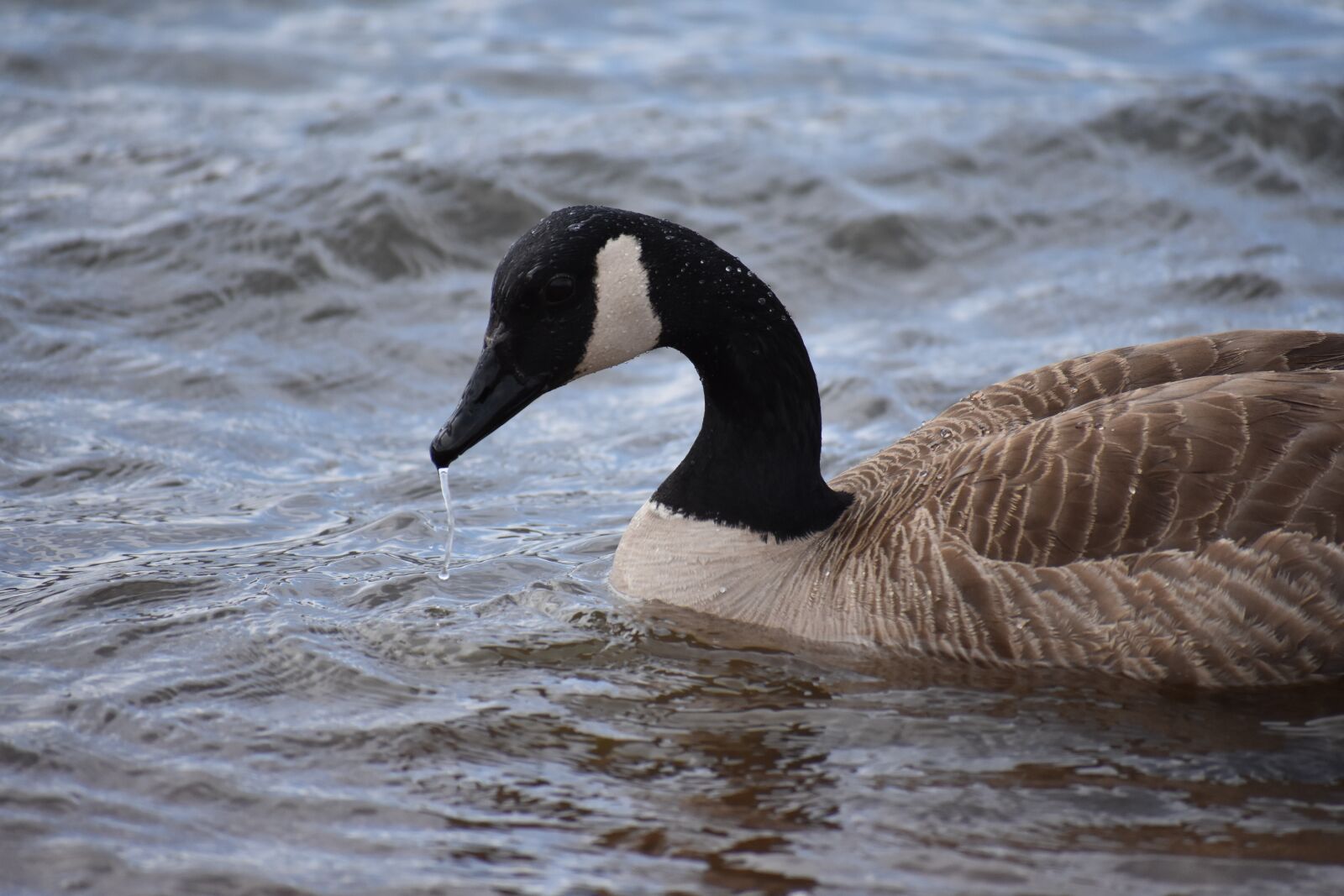 Nikon D7200 sample photo. Nature, goose, outdoors photography