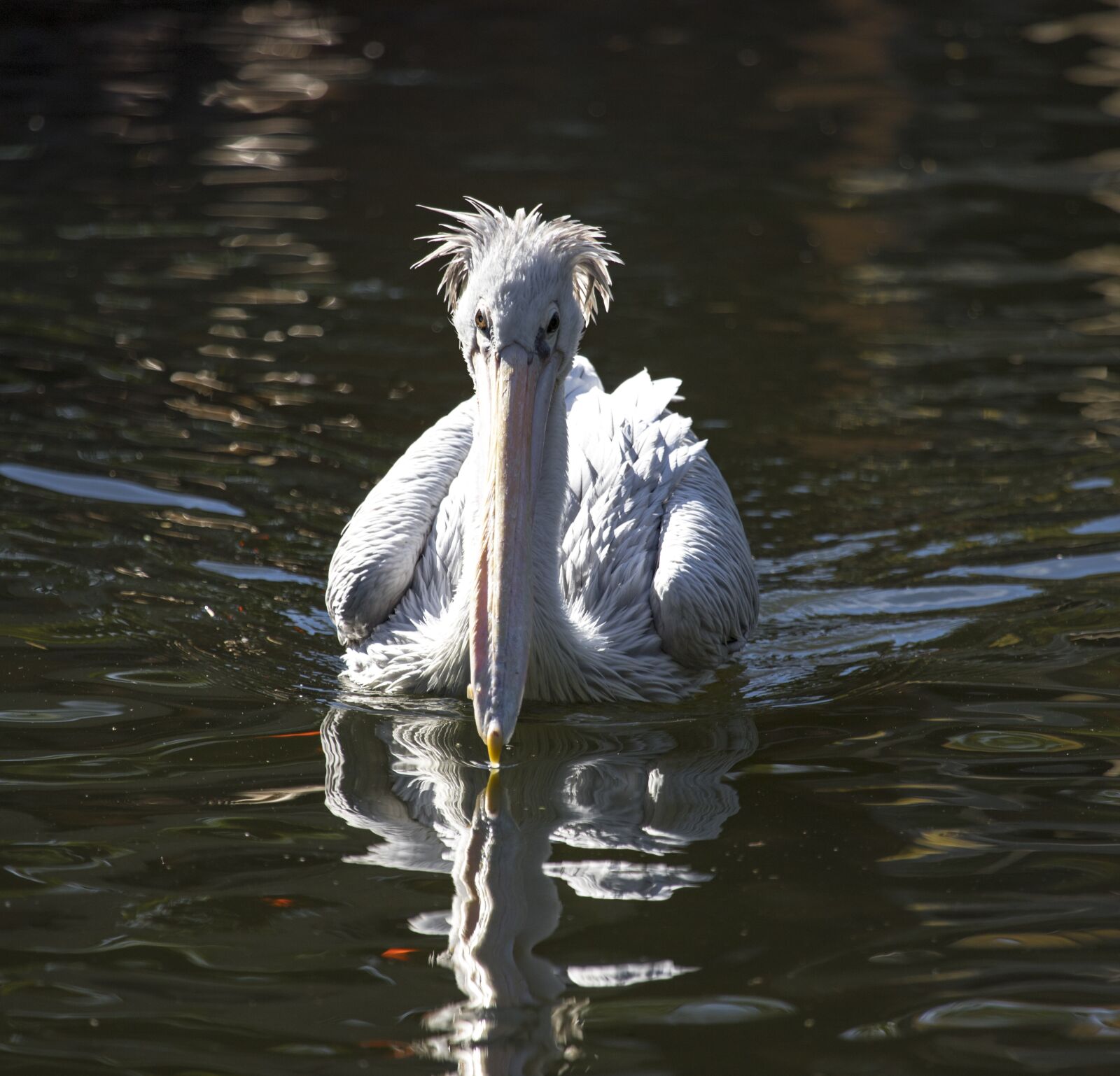 Canon EF 100-400mm F4.5-5.6L IS USM sample photo. Pelican, nature, birds photography