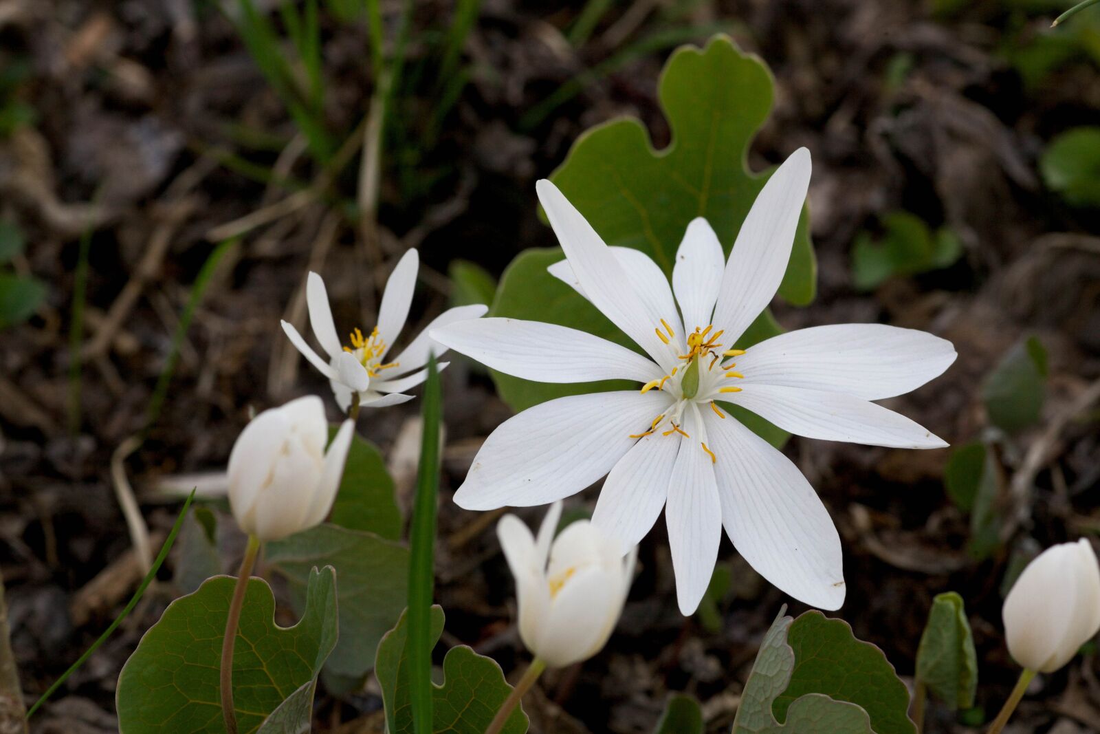 Canon EOS 5D Mark II sample photo. White, bloodroot, flower photography