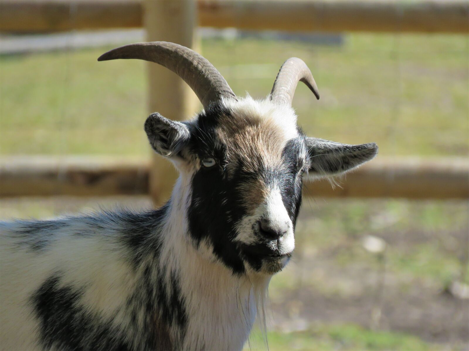 Canon PowerShot SX60 HS sample photo. Goat, farm, farm animal photography