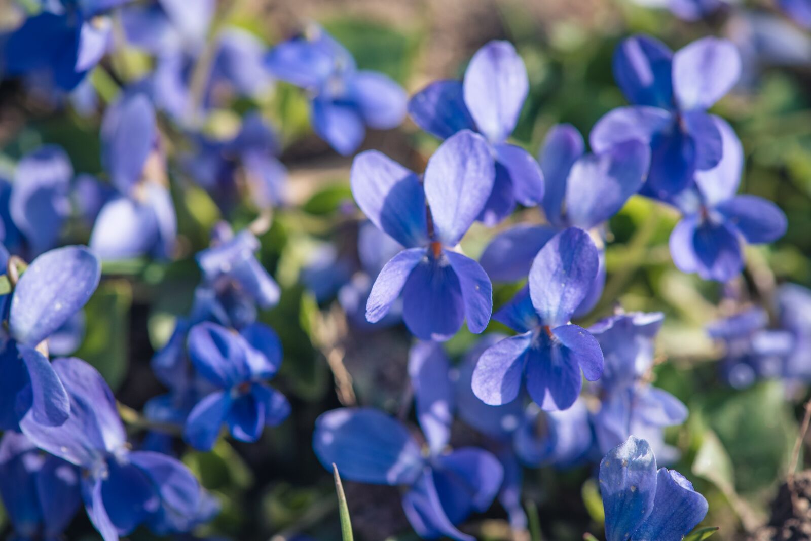 Nikon D750 sample photo. Flowers, blue, small photography
