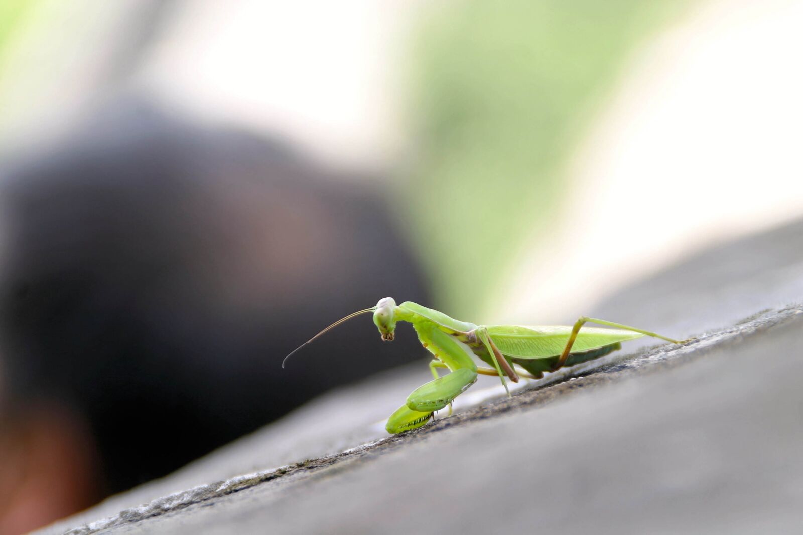 Canon EOS 10D sample photo. Praying mantis, insect, china photography