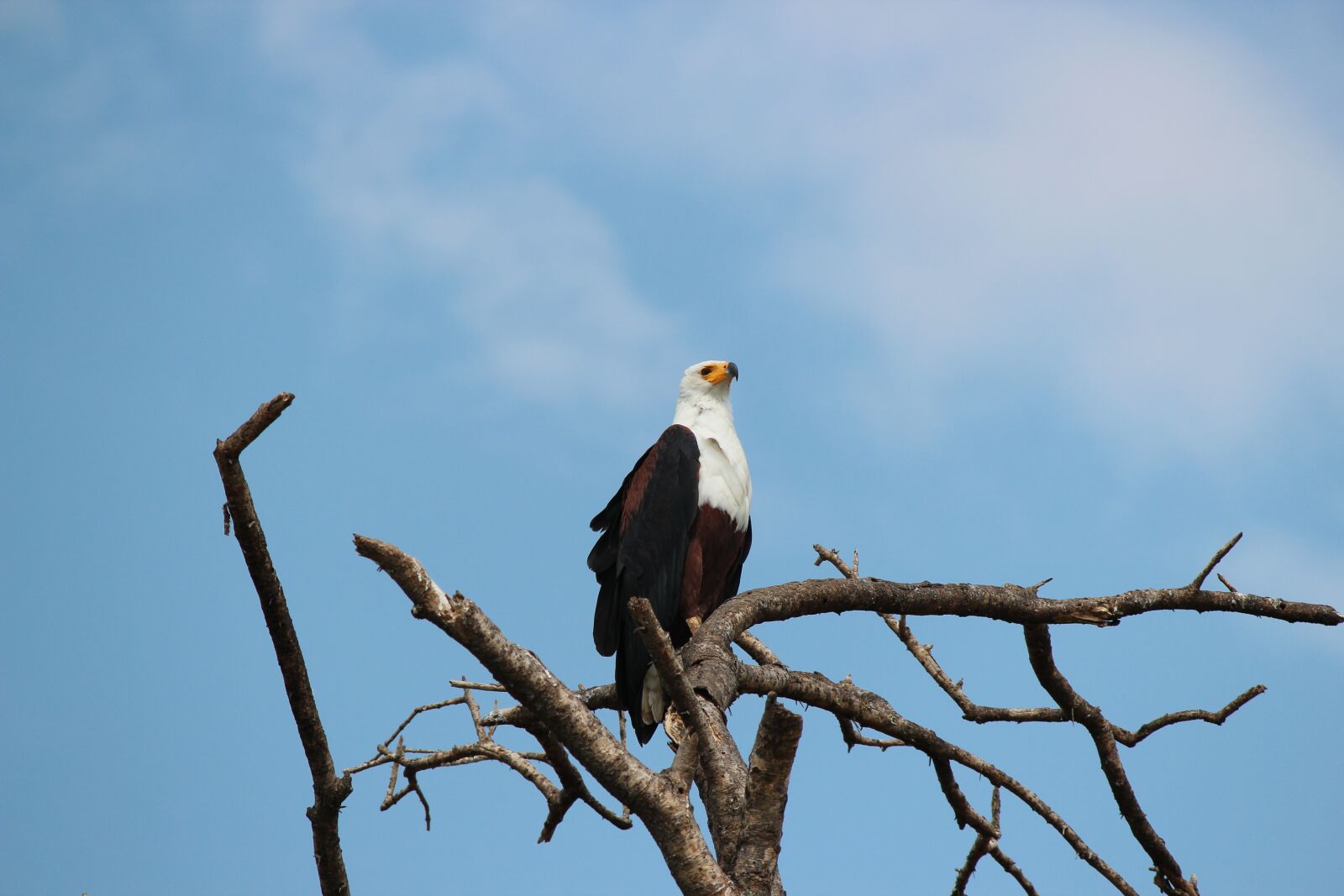Canon EOS 600D (Rebel EOS T3i / EOS Kiss X5) sample photo. Bird, nature, animal world photography