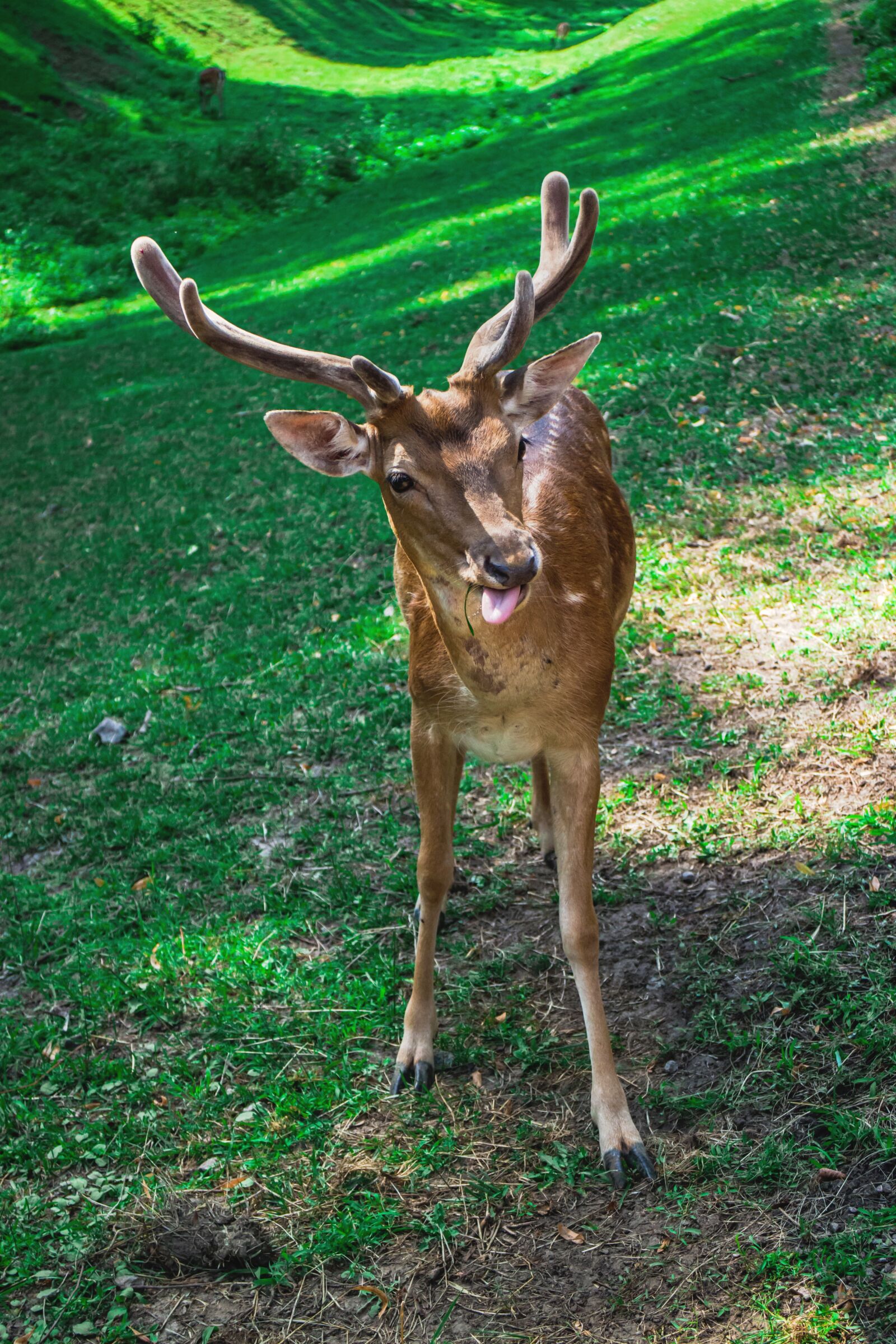 Canon EOS M sample photo. Deer, goat, park photography