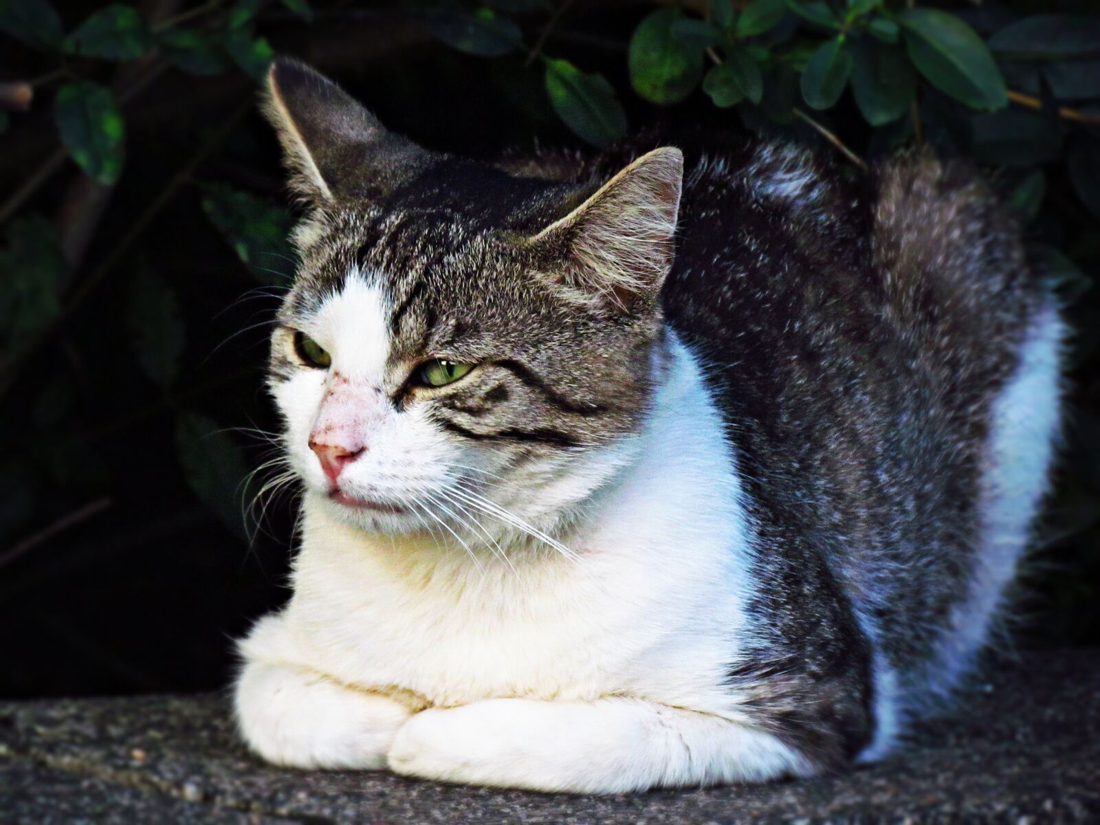 Canon PowerShot SX30 IS sample photo. Kitten, tomcat, cat photography