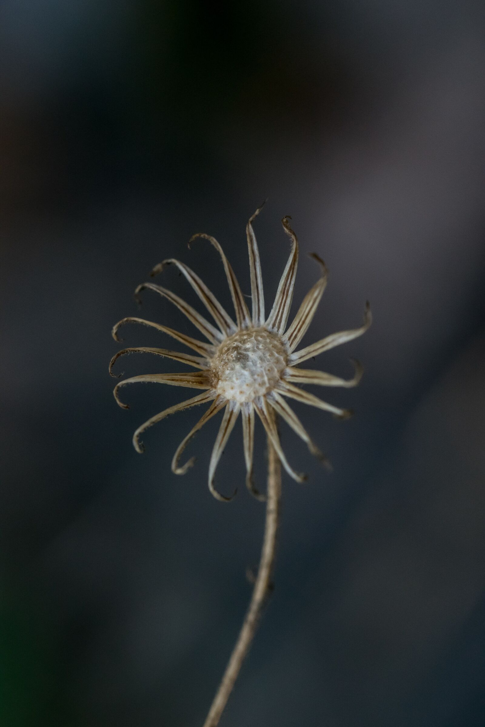 Nikon D3300 sample photo. Flower, autumn, dead photography