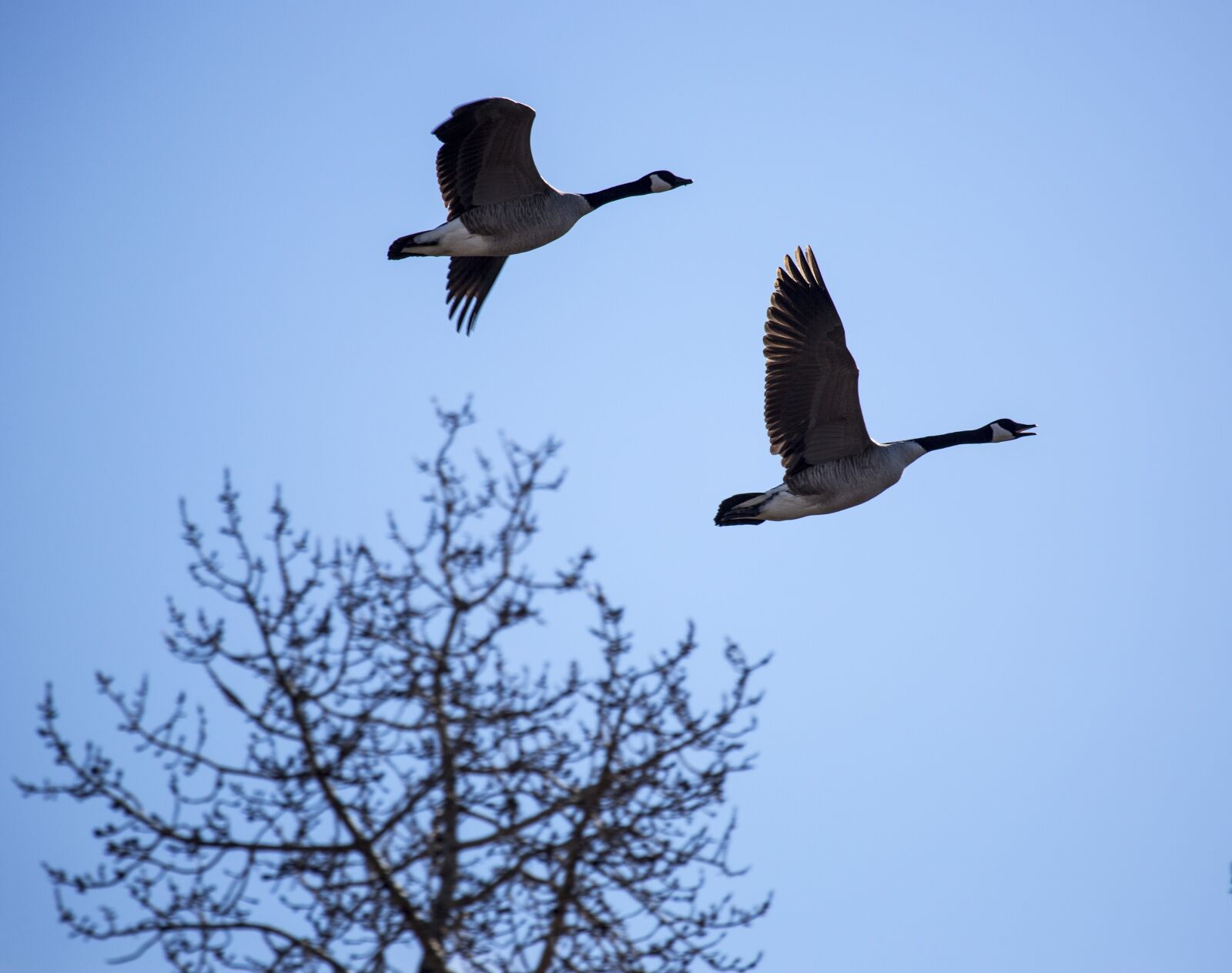 Canon EF 100-400mm F4.5-5.6L IS USM sample photo. Geese, flying, bird photography