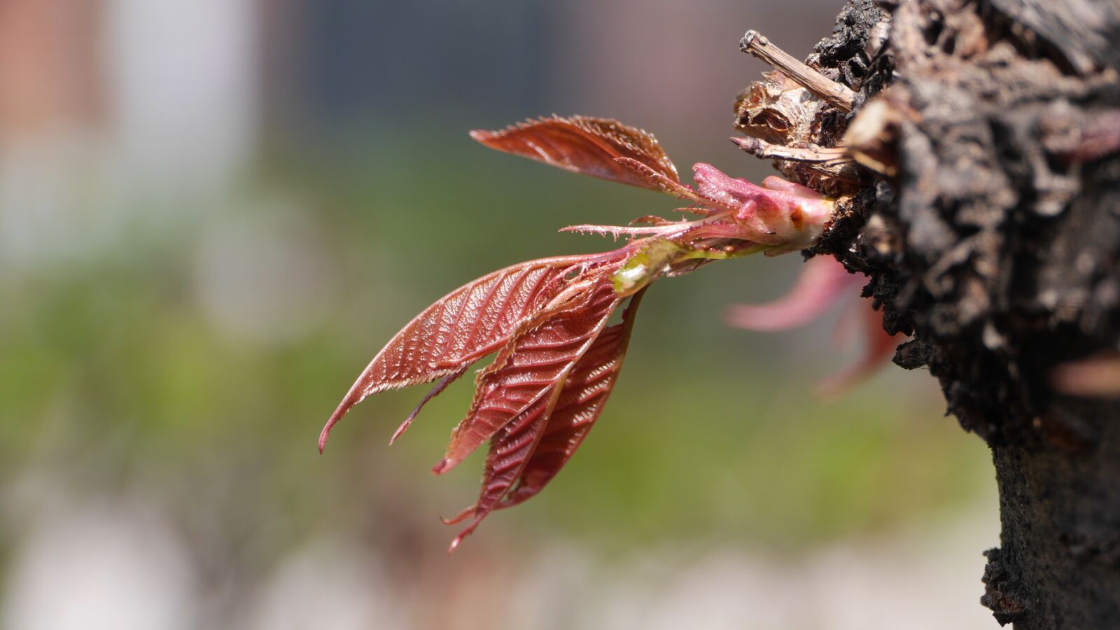 Panasonic Lumix DMC-GH3 sample photo. This type, seoul, nature photography