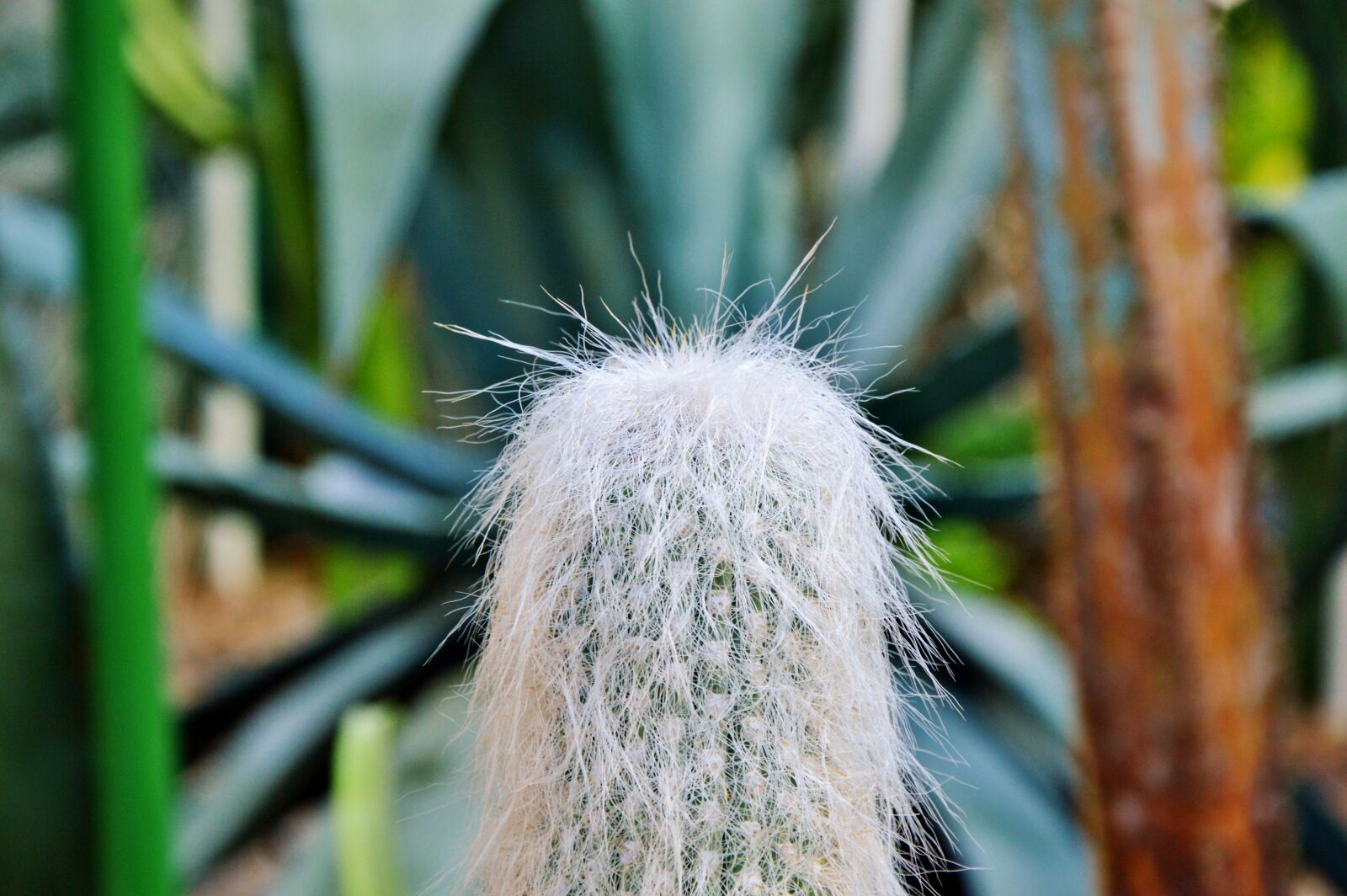 Nikon D3200 sample photo. Cactus, spur, green photography